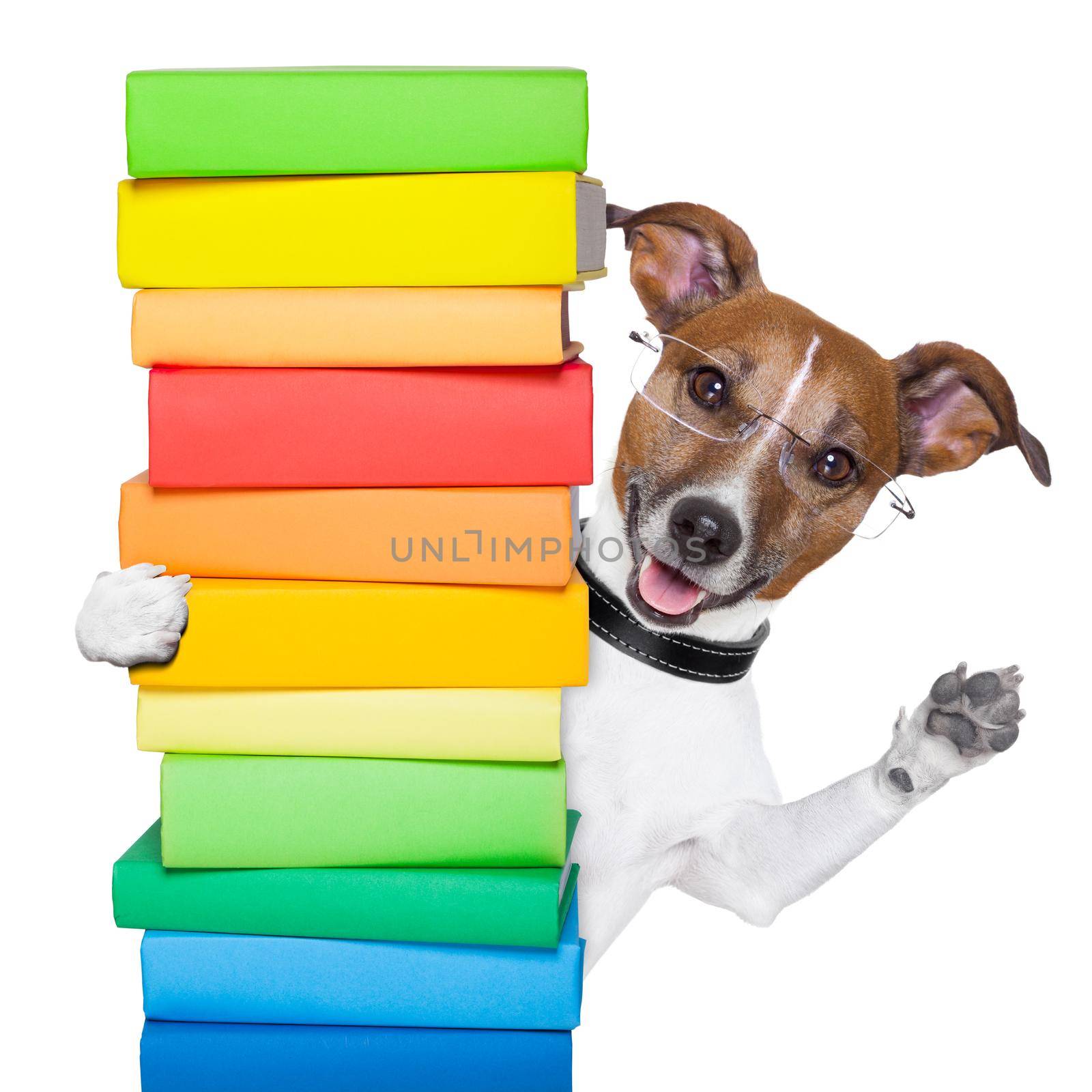 dog behind a tall stack of books