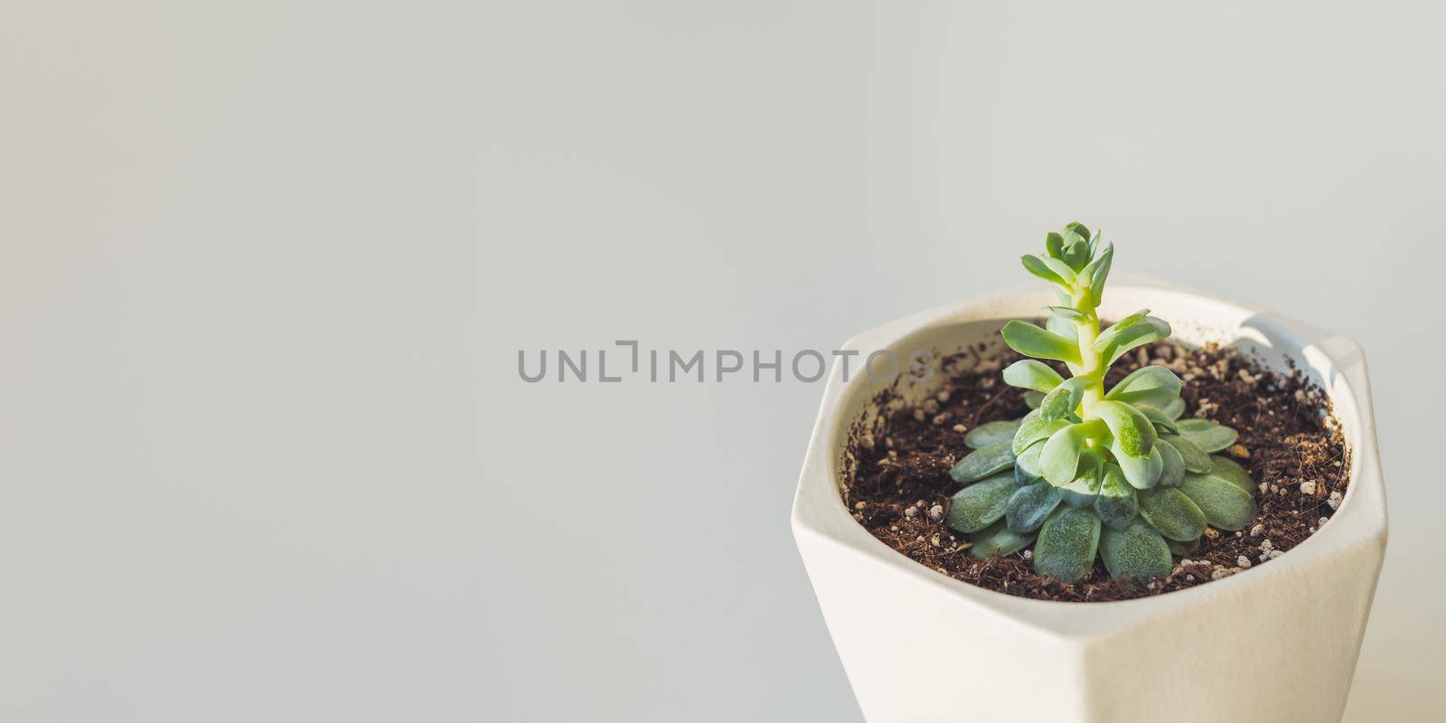 Flower pot with Echeveria. Green leaves of succulent plant on grey background. Peaceful botanical hobby. Gardening at home. Banner with copy space.