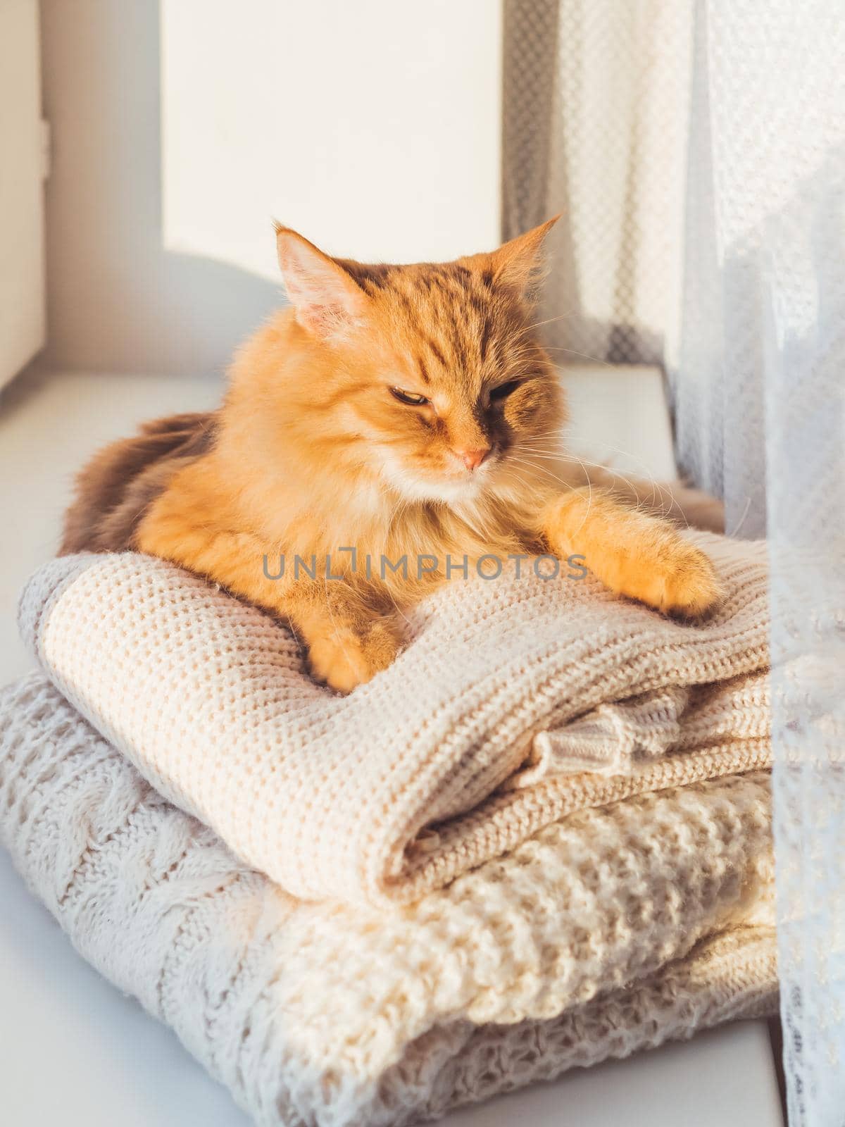 Cute ginger cat sleeps on pile of cable-knitted sweaters. Winter sunset. Fluffy pet on window sill with warm clothes. by aksenovko