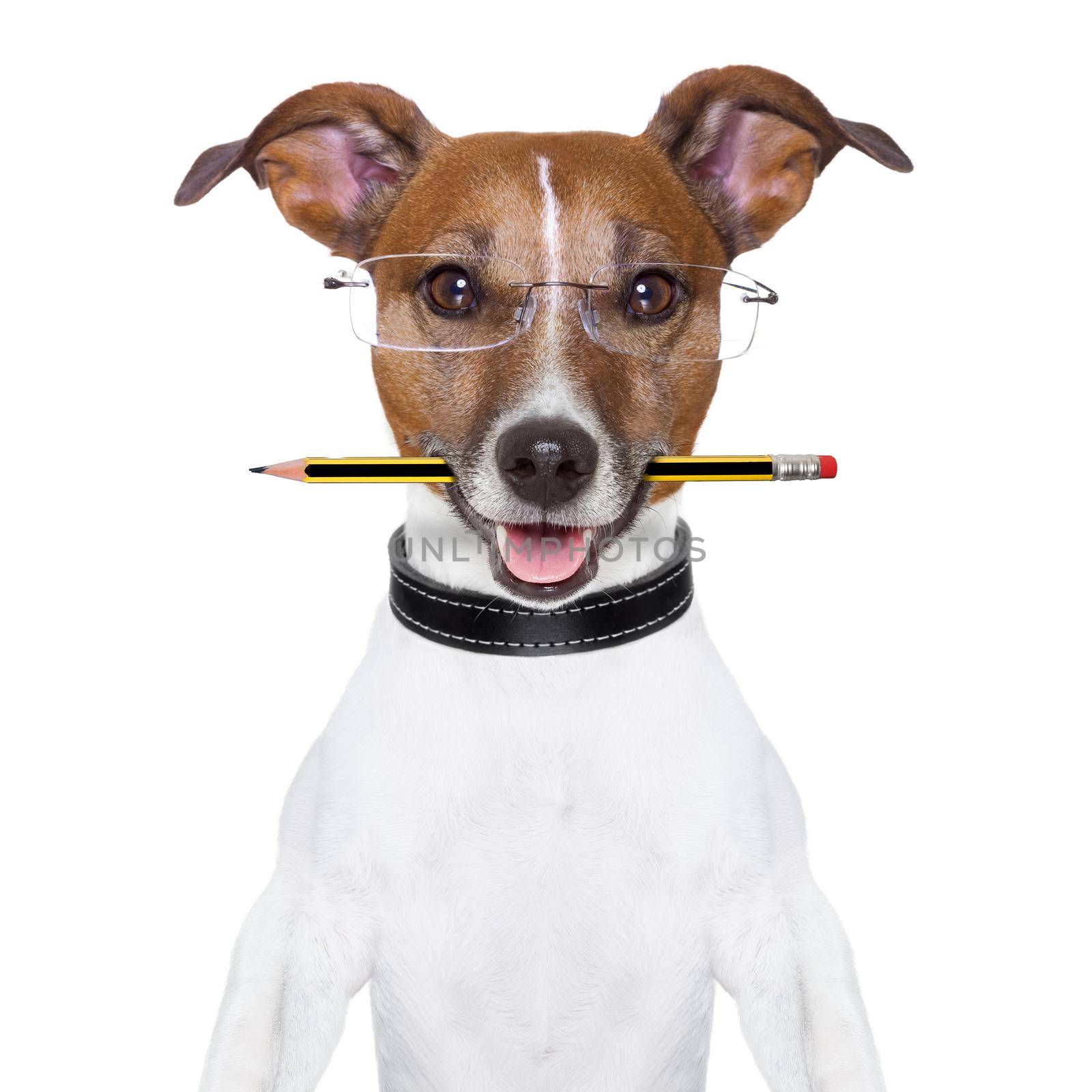 dog with pencil in mouth and glasses