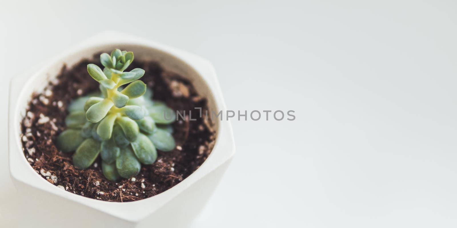 Flower pot with Echeveria. Green leaves of succulent plant on grey background. Peaceful botanical hobby. Gardening at home. Banner with copy space.