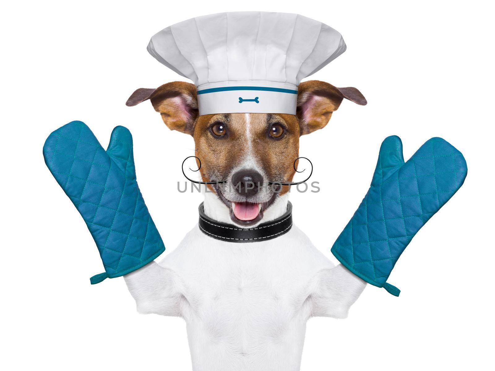 a cook chef dog with oven mitts