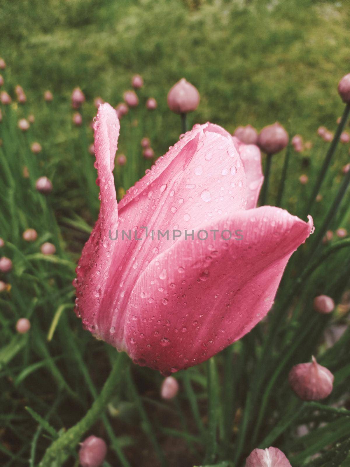Pink tulip flower with drops of morning dew. Water drops on fragile petals after rain. Lawn with green grass and elegant flowers. by aksenovko