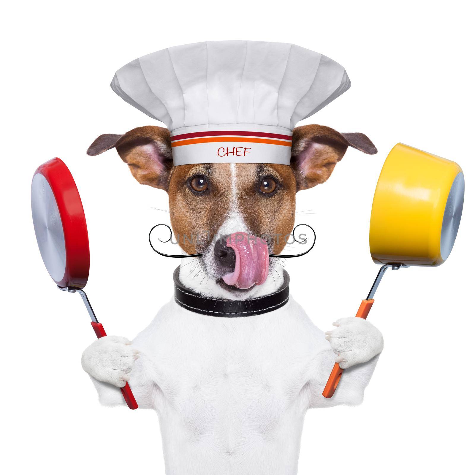 dog cook chef  by Brosch