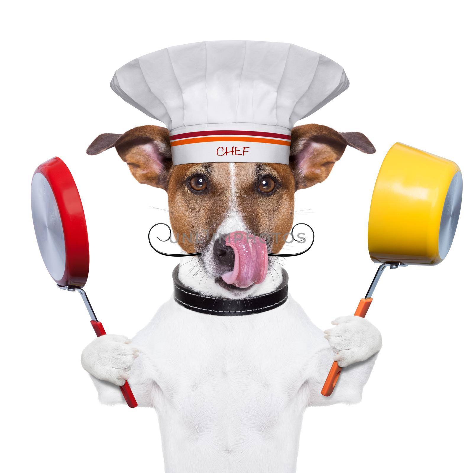 dog holding colorful a pot and  a pan