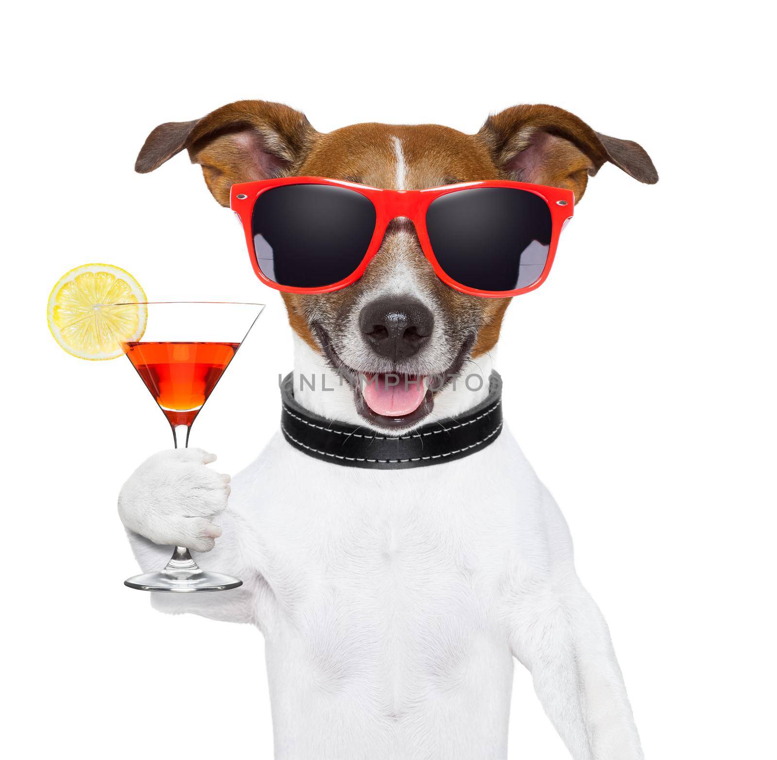 funny cocktail dog holding a martini glass