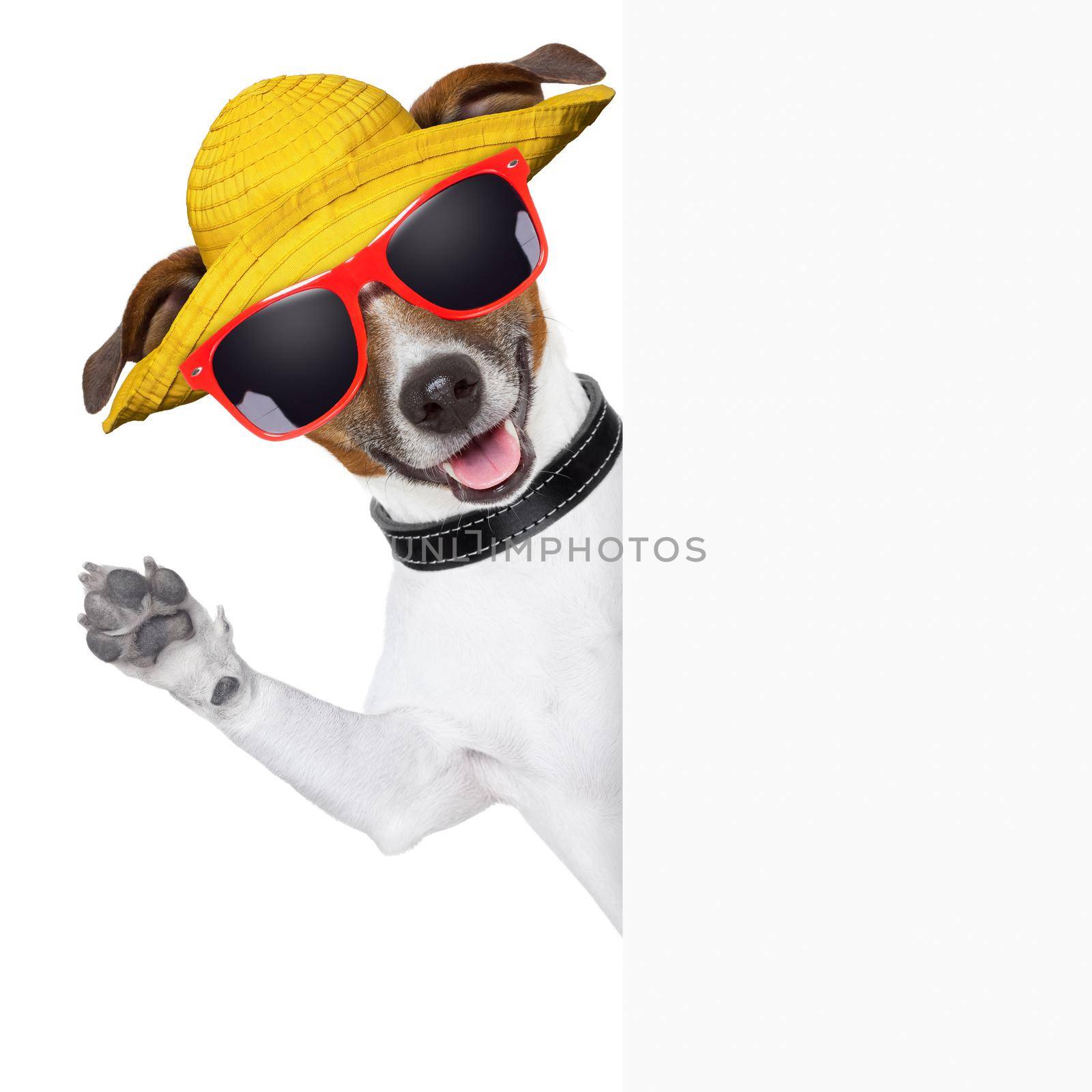 funny summer dog behind a blank banner