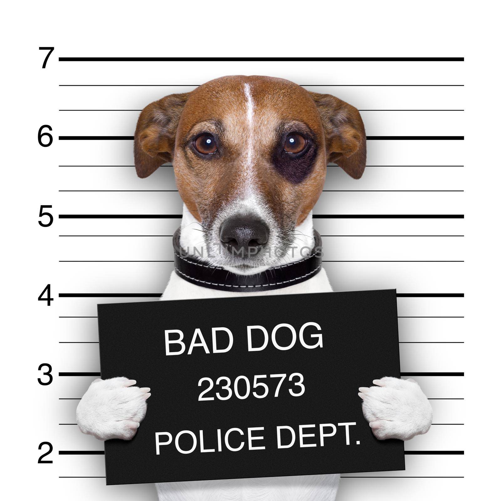 mugshot dog  by Brosch