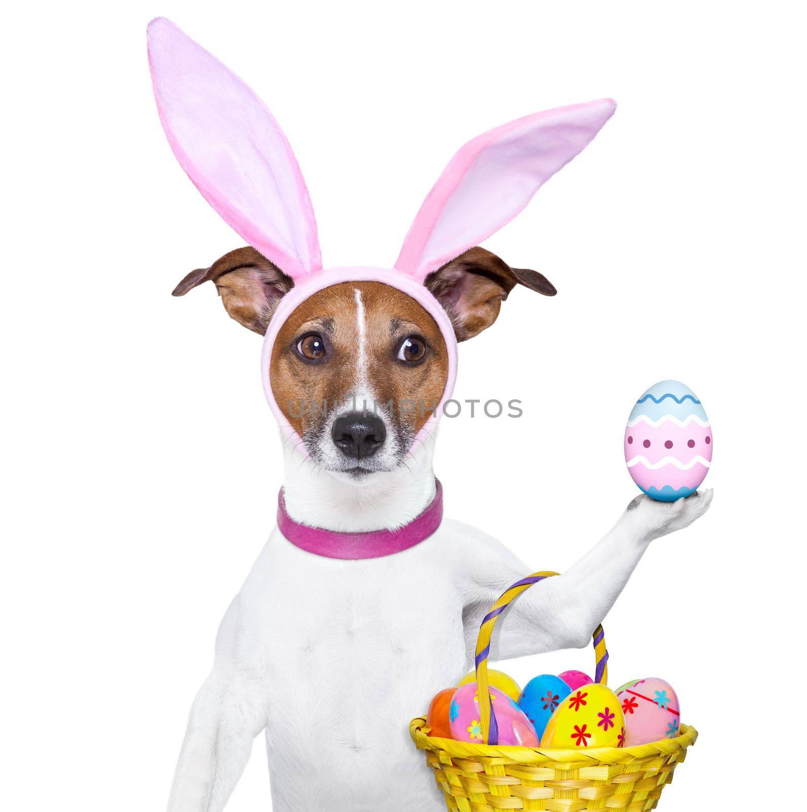 dog dressed up as bunny with easter basket