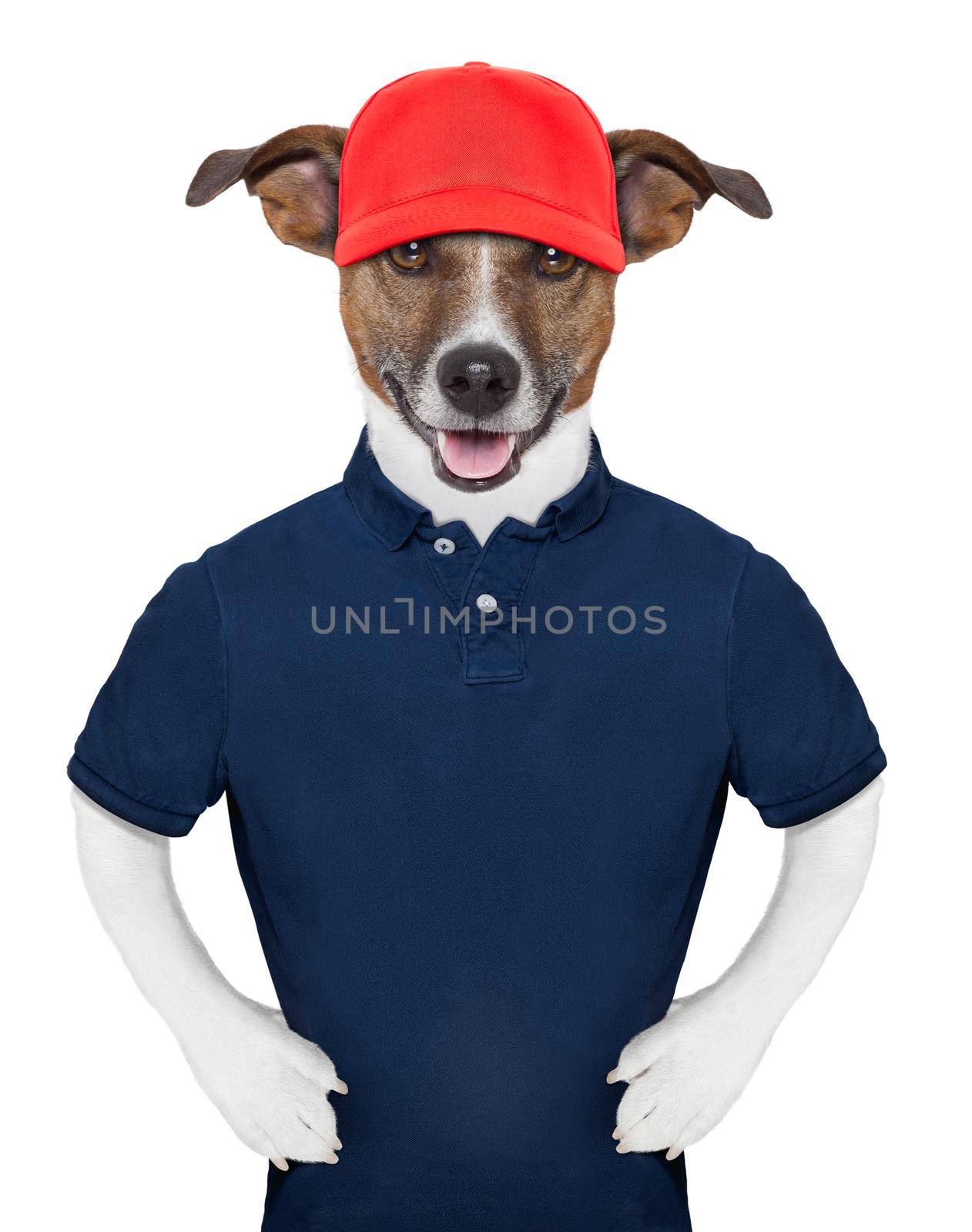 Service dog wearing a blue polo and a red cap