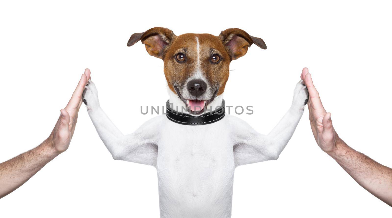 dog giving high five on both sides with male hands