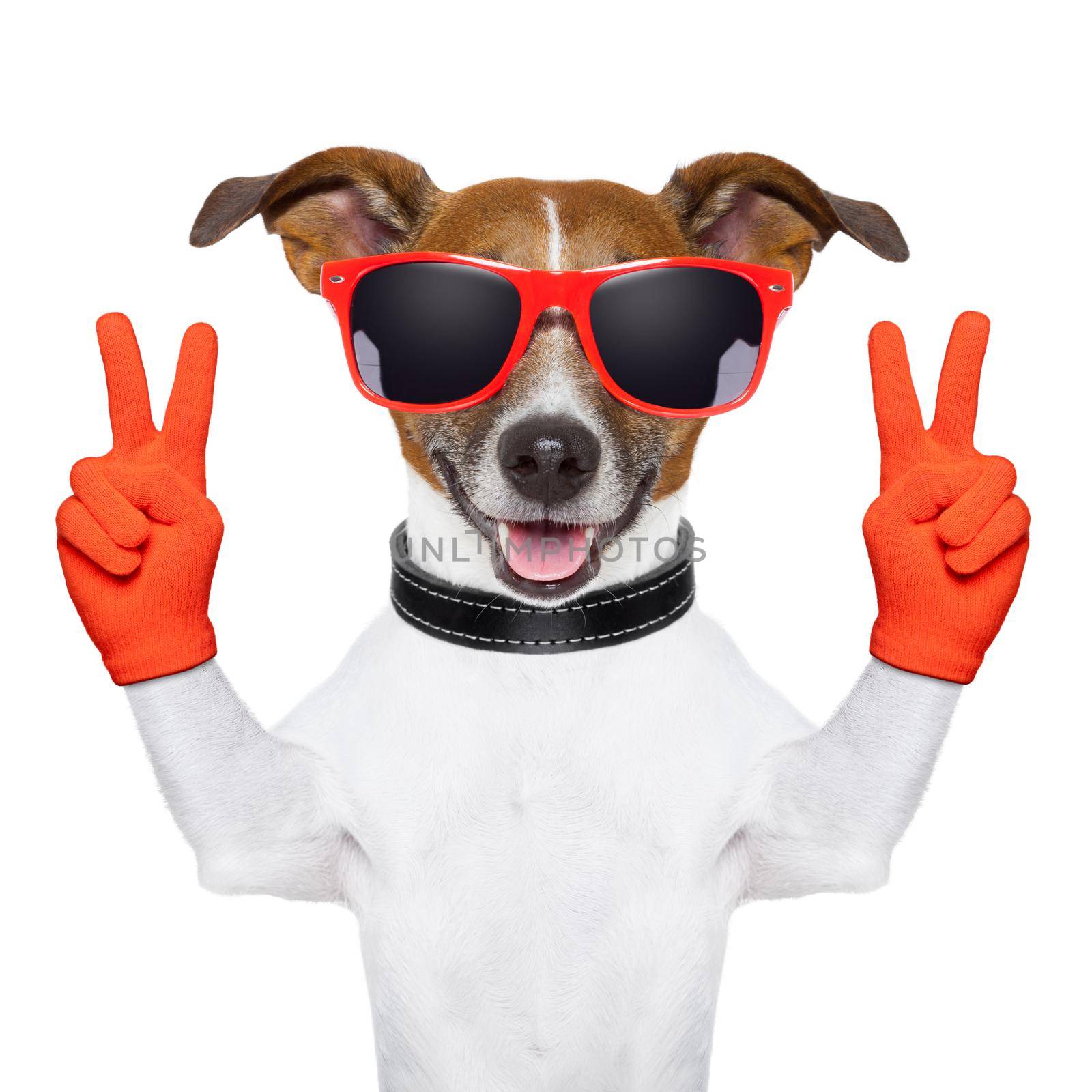 peace and victory fingers dog with red gloves and glasses