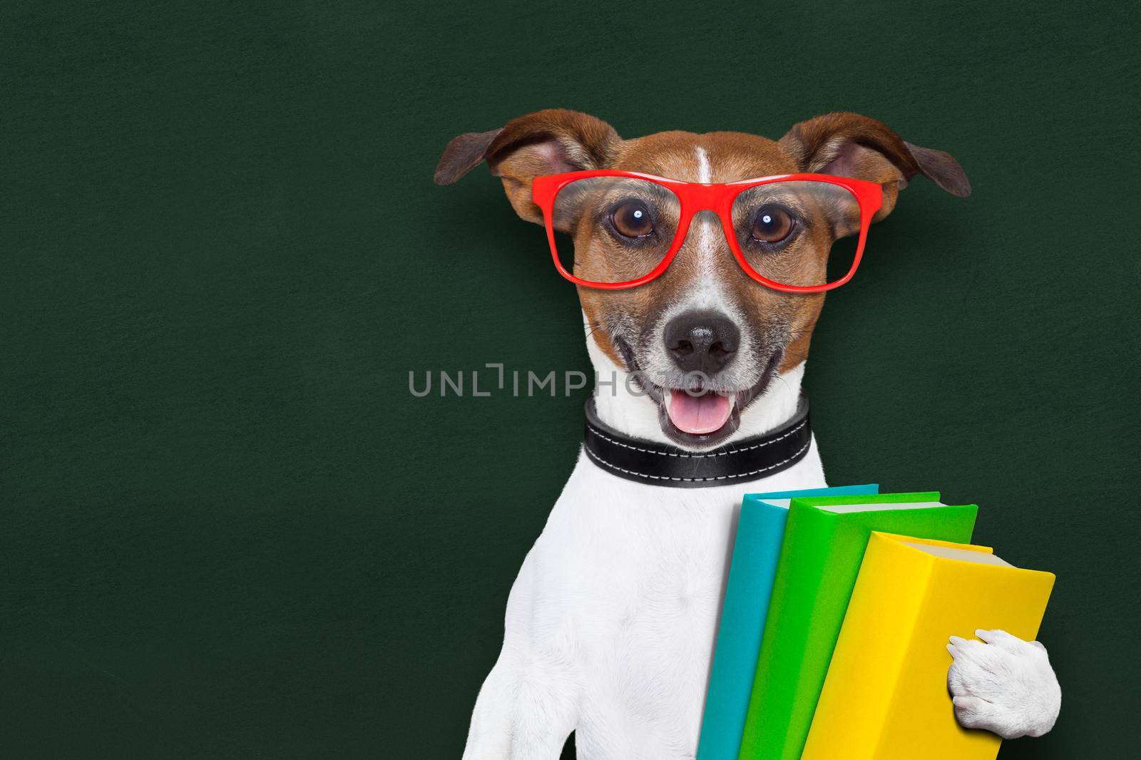 smart and clever dog with books and glasses