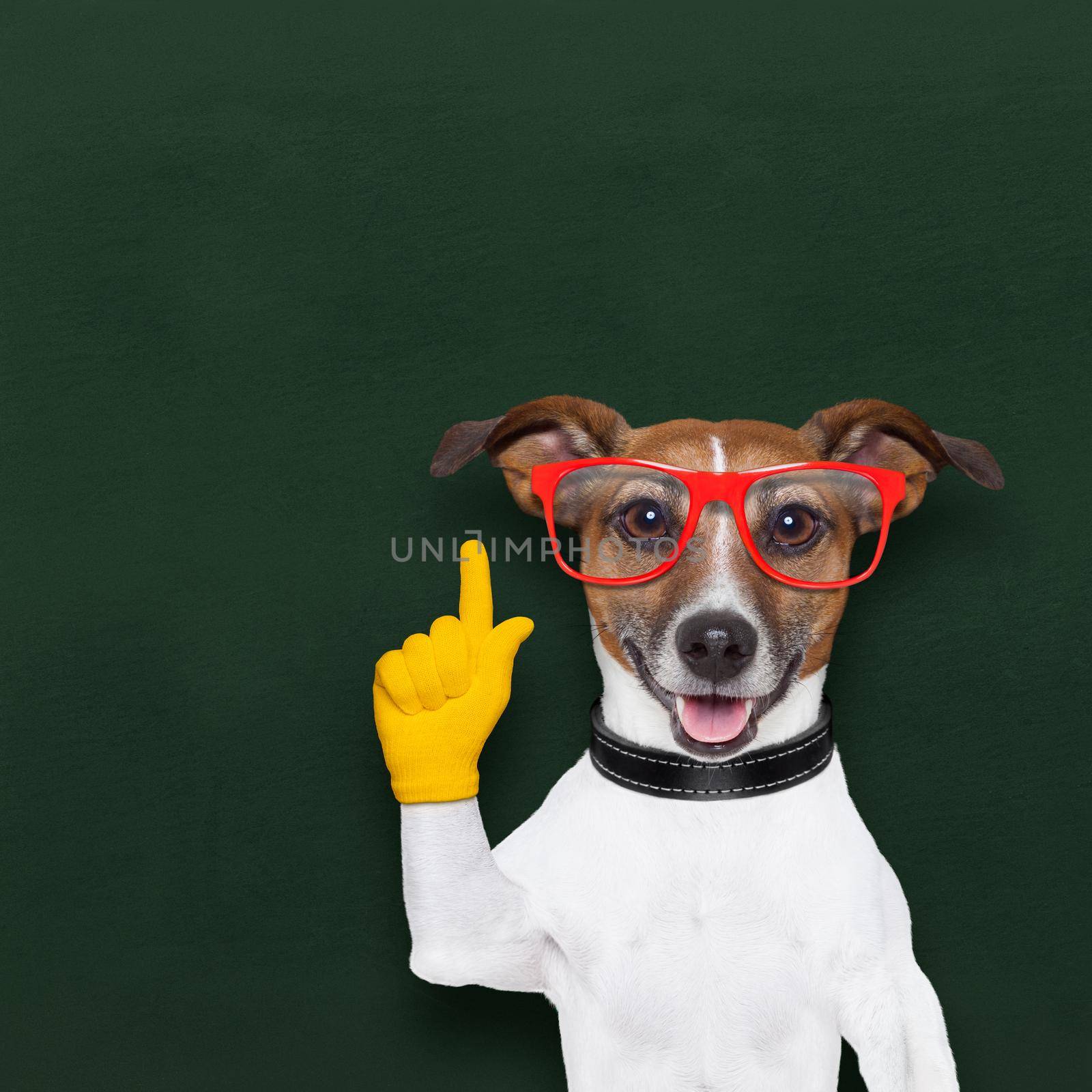 smart and clever dog and  blackboard