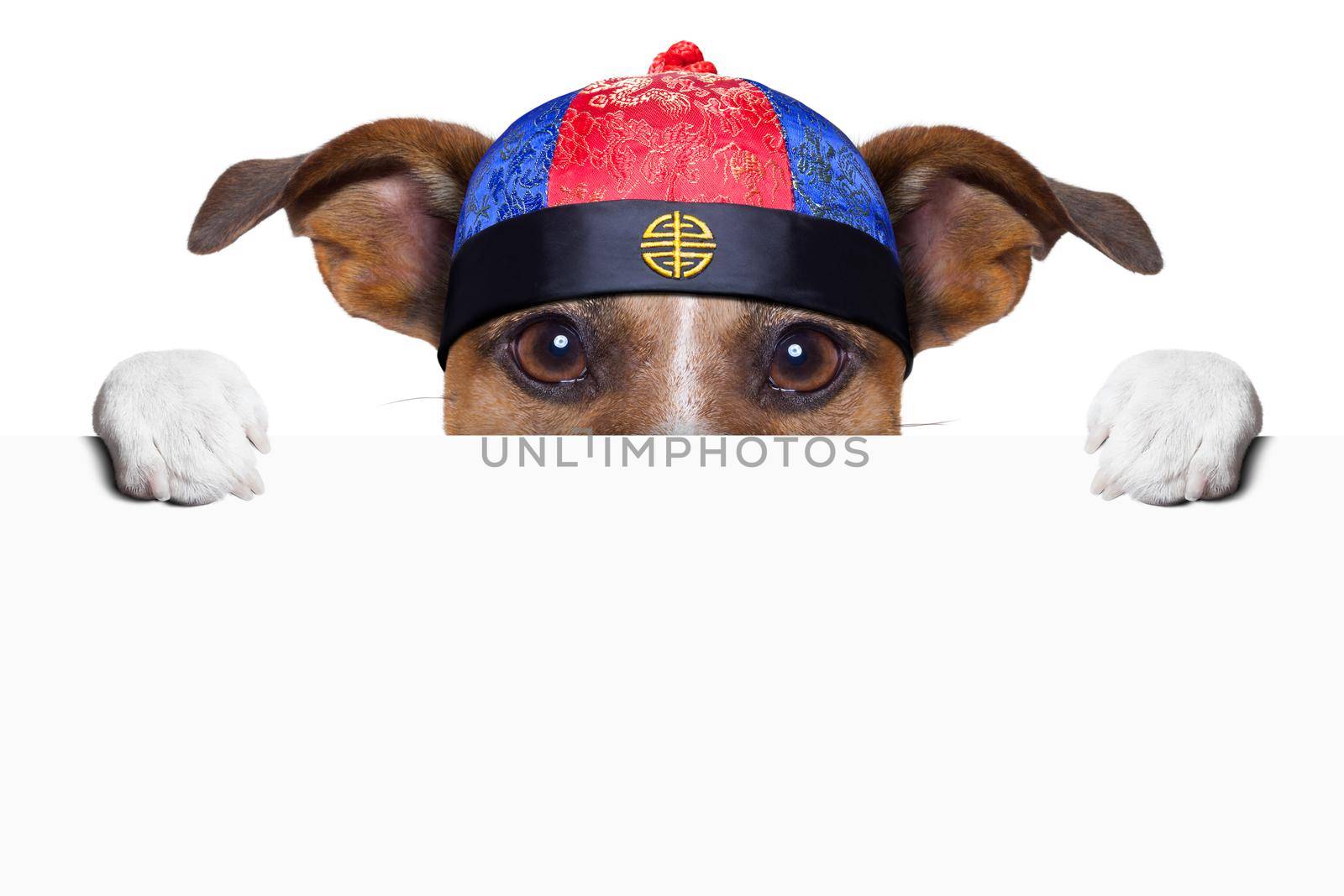 asian dog with chopsticks and asian hat behind banner