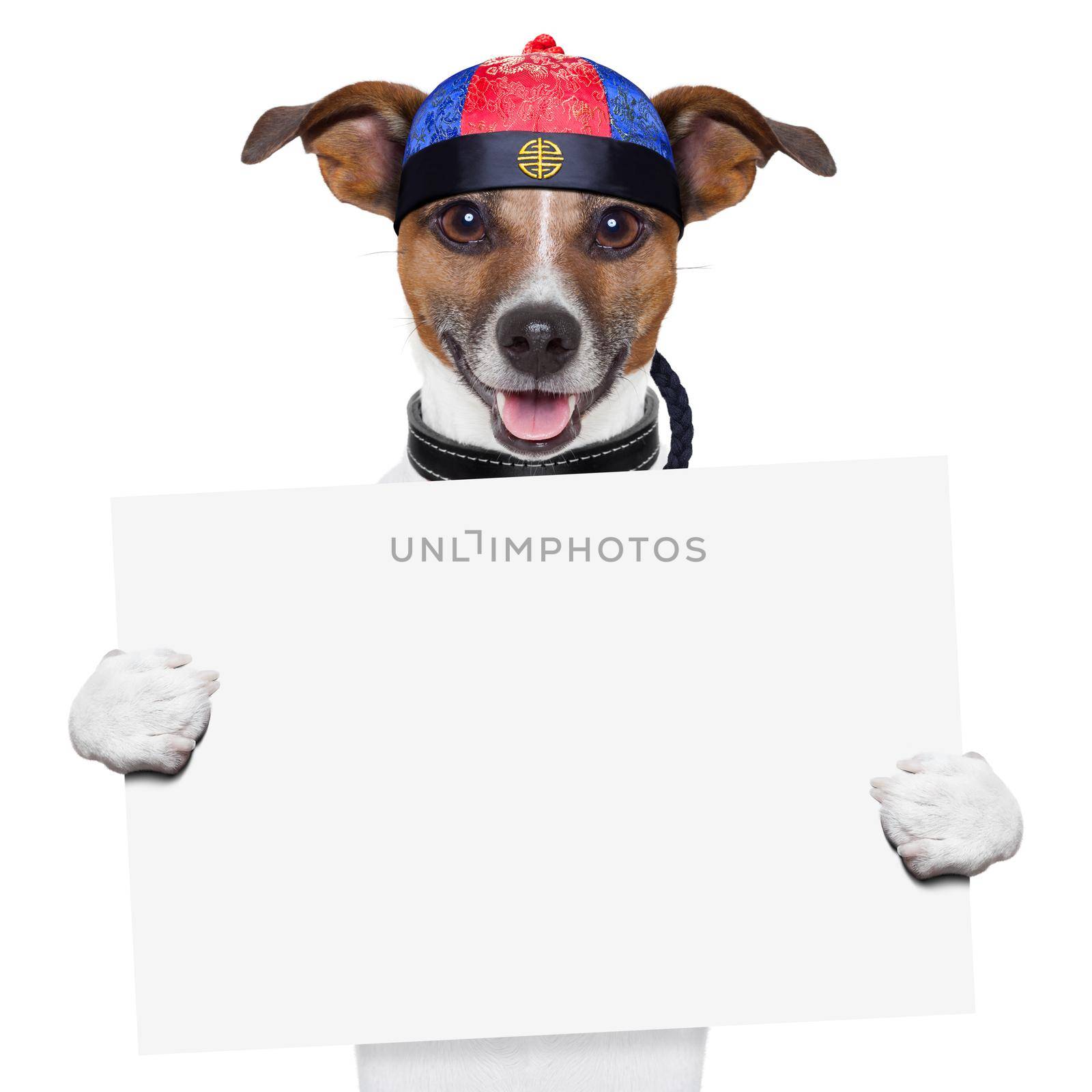 asian dog with chopsticks and asia hat behind banner