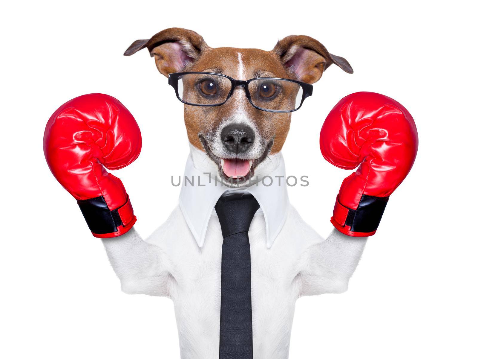 boxing business dog with red boxing gloves