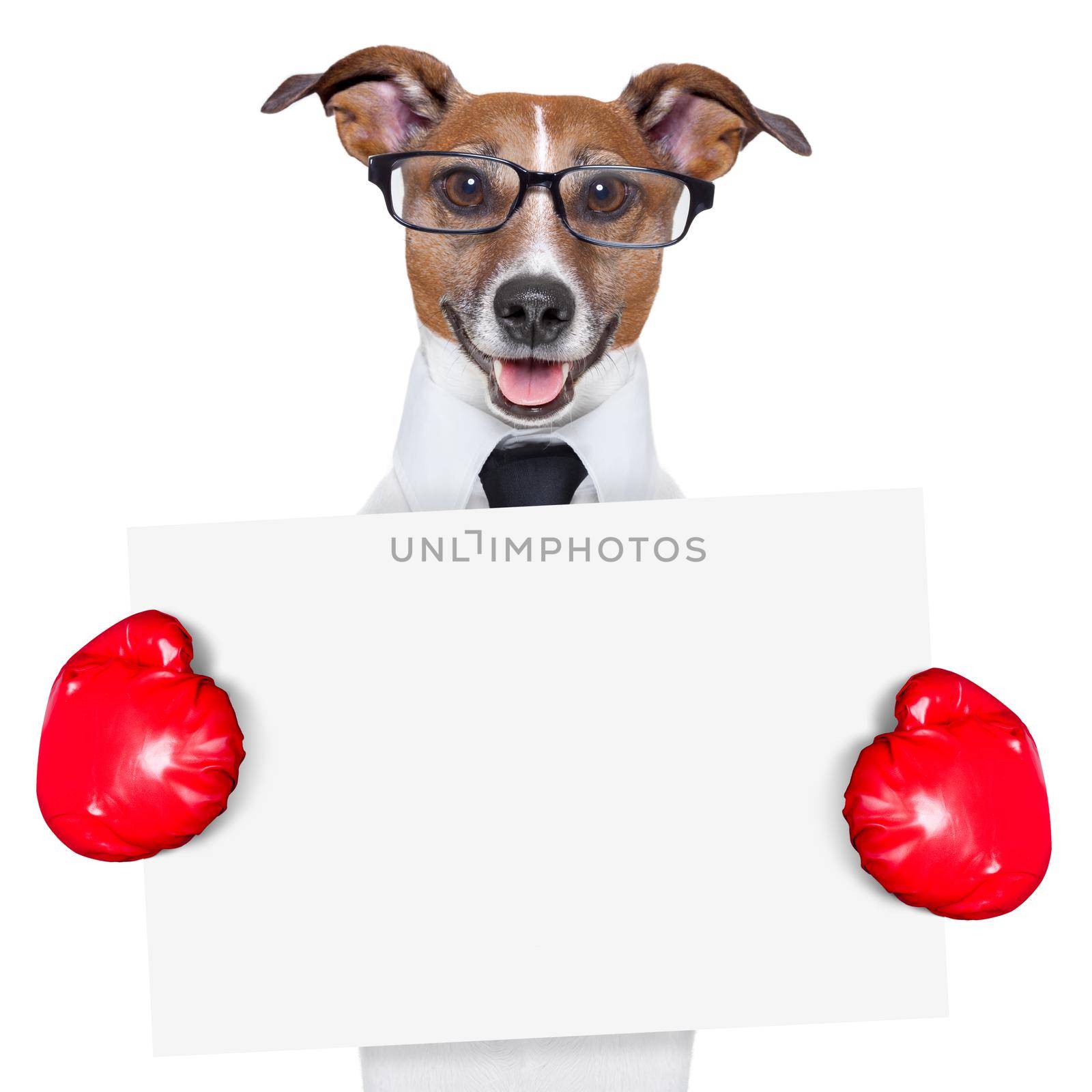boxing business dog behind a white banner