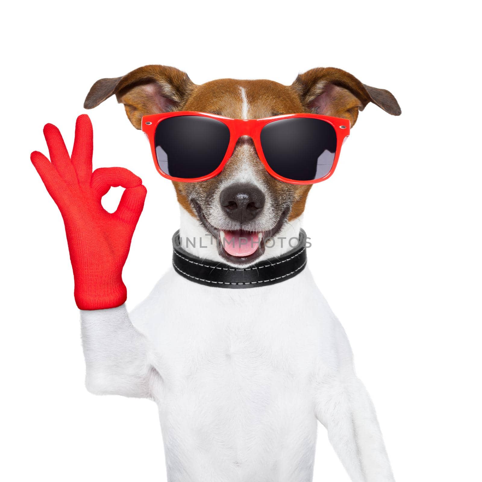 ok fingers dog with red gloves and glasses