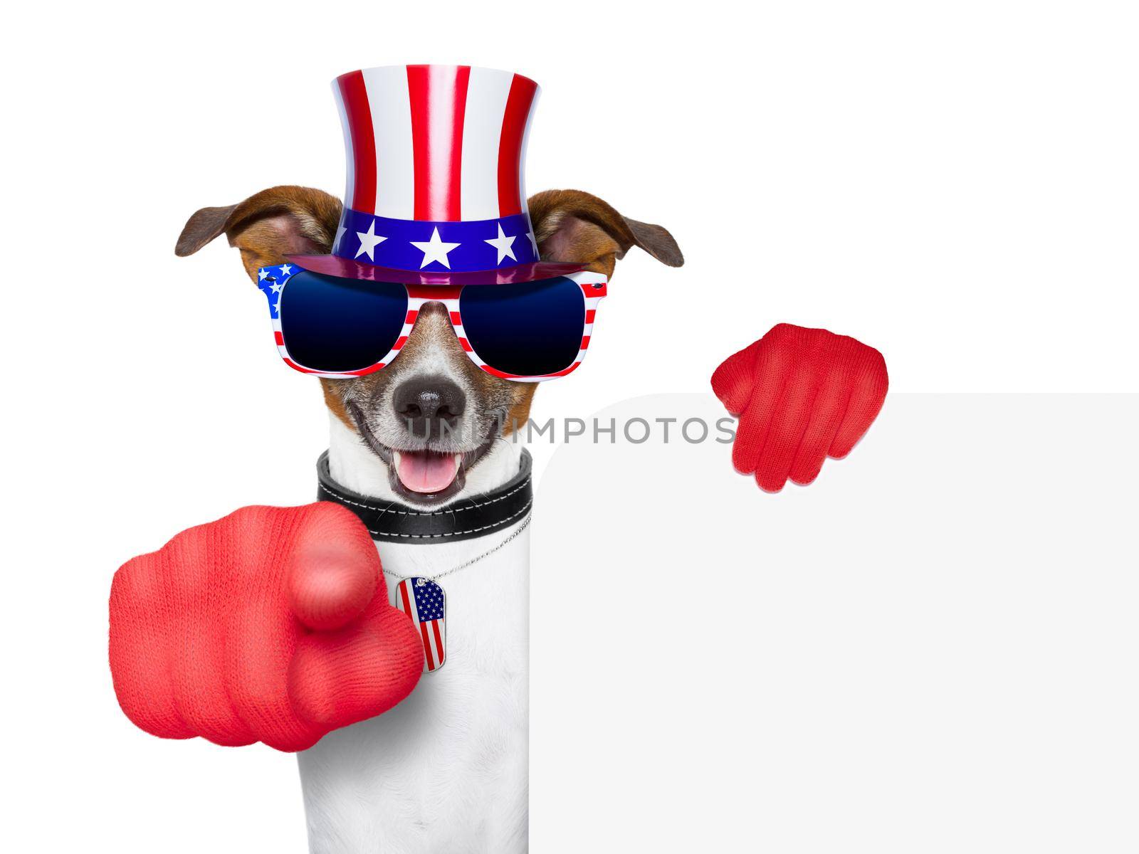 usa american dog  by Brosch