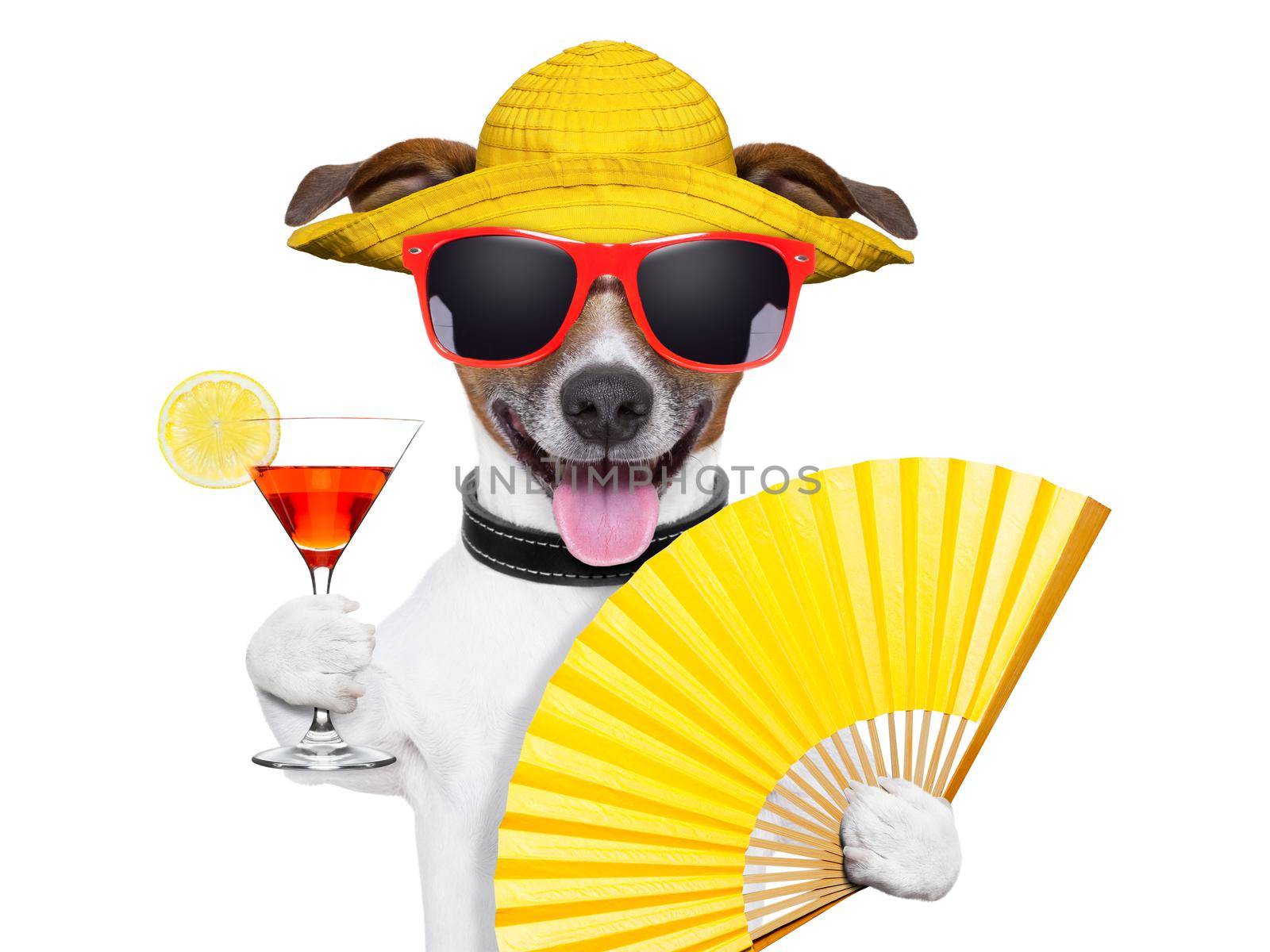 summer cocktail dog cooling of with hand fan