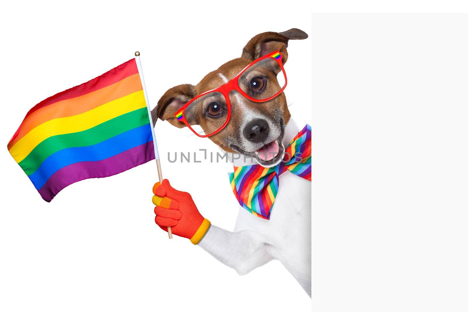 gay pride dog waving a rainbow flag behind banner