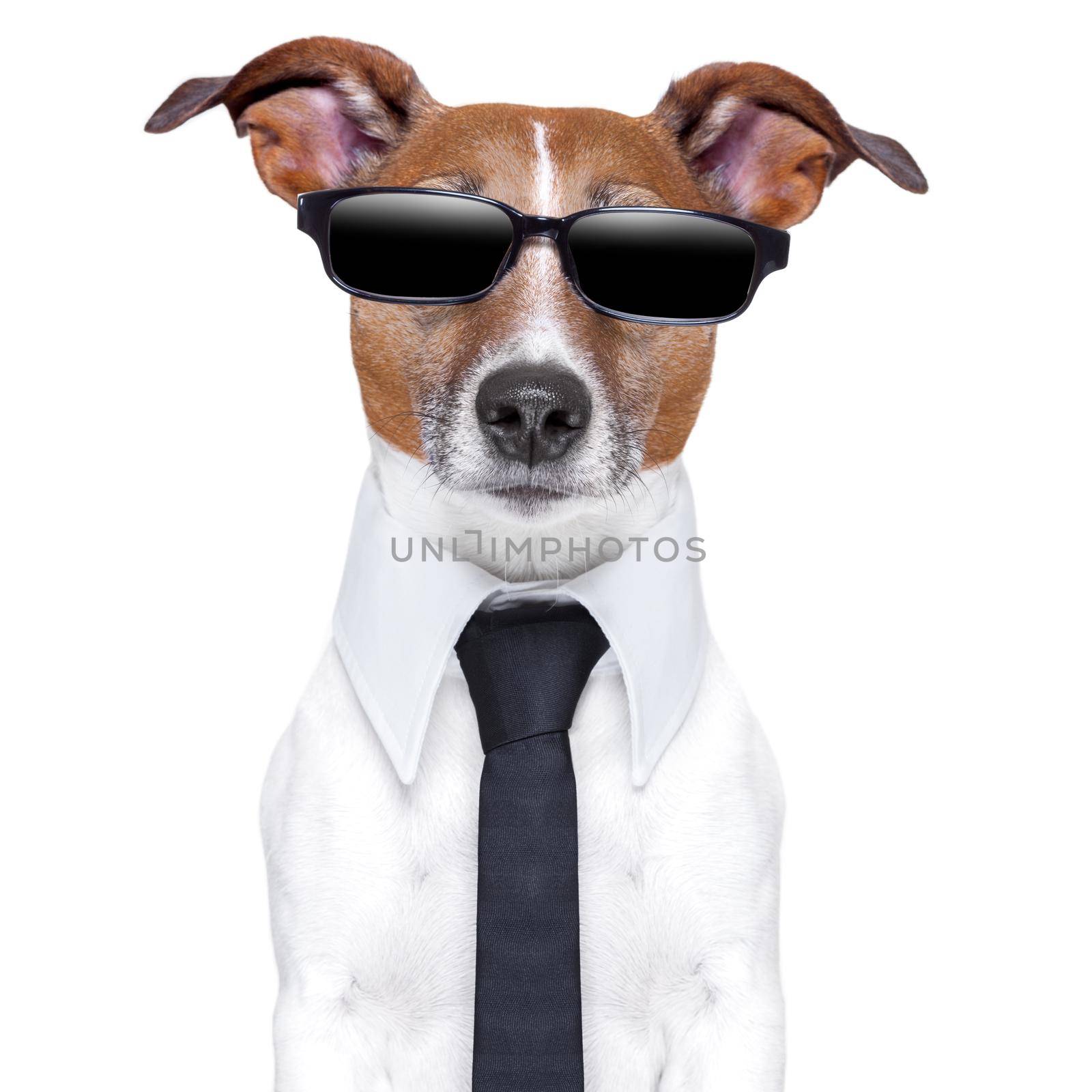 cool dog with black glasses  and a tie
