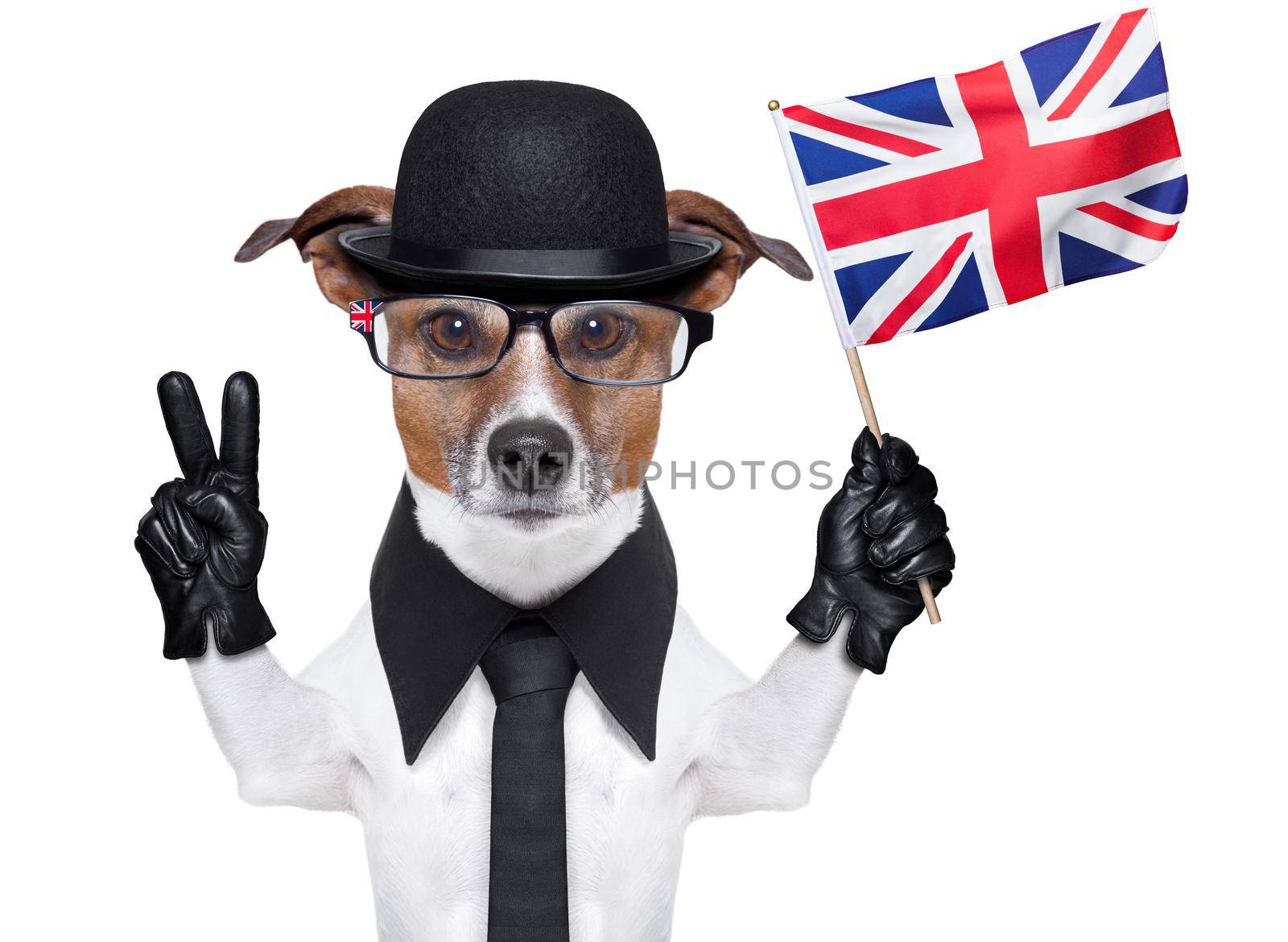 british dog  banner by Brosch
