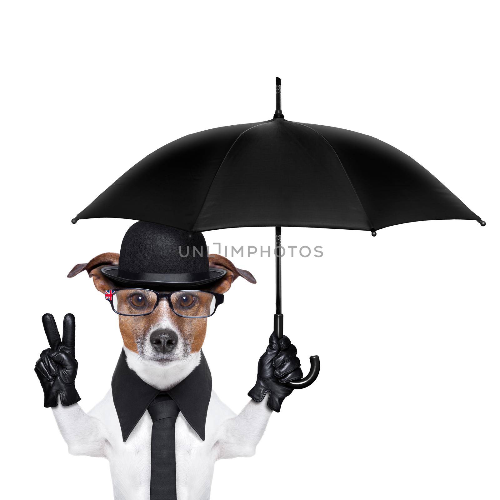 british dog with black bowler hat and black suit holding am umbrella