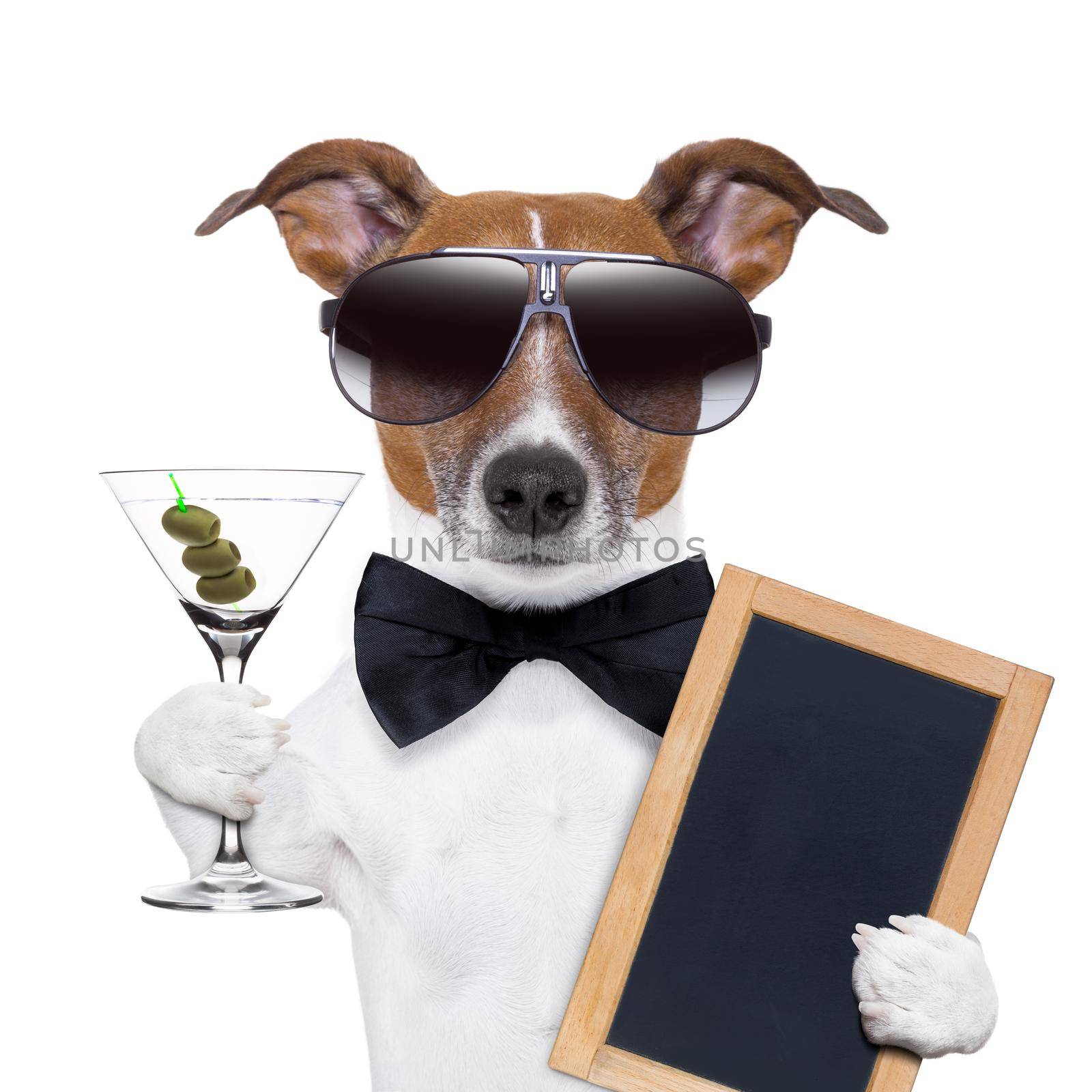 party dog toasting with a martini glass with olives