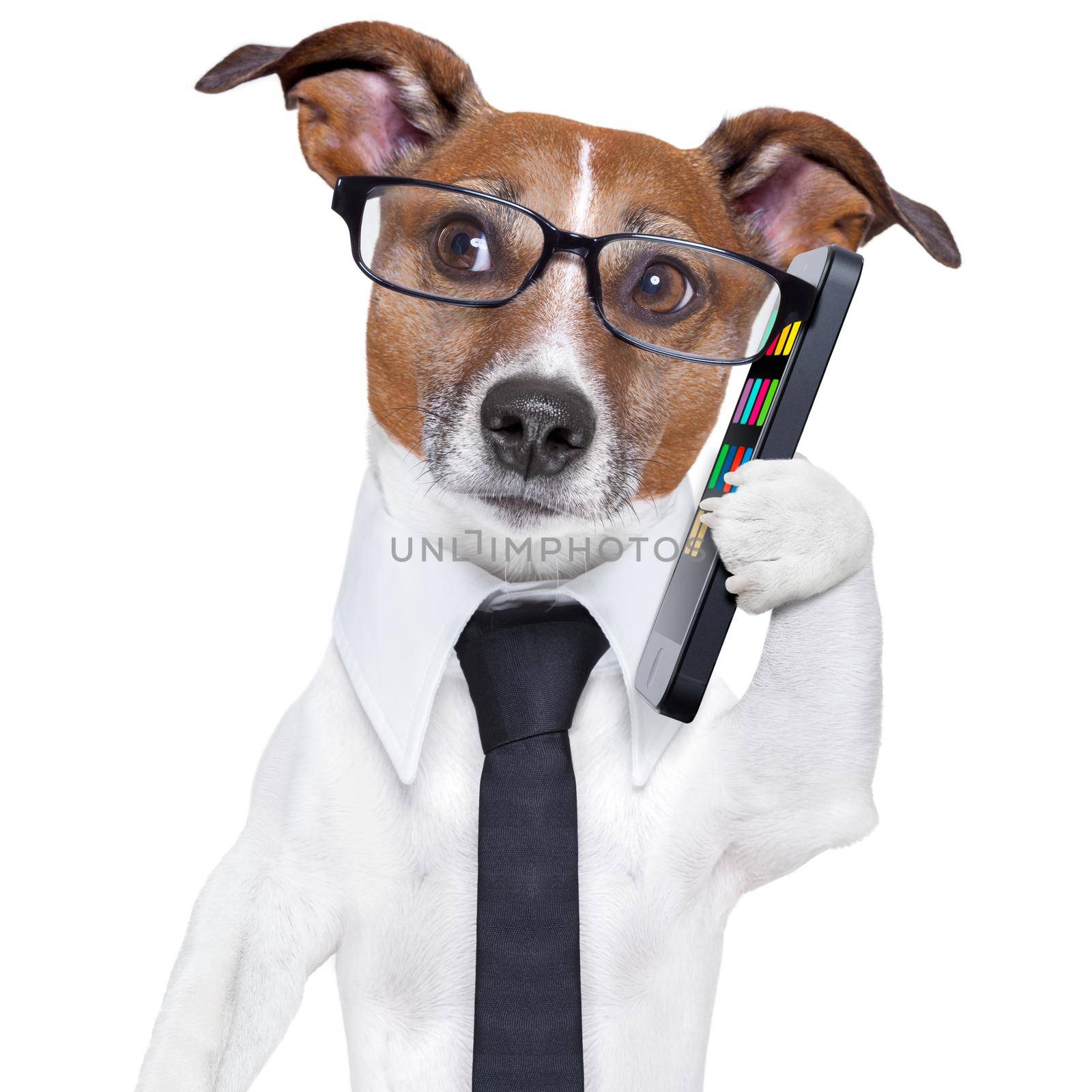 business dog with a smartphone and glasses