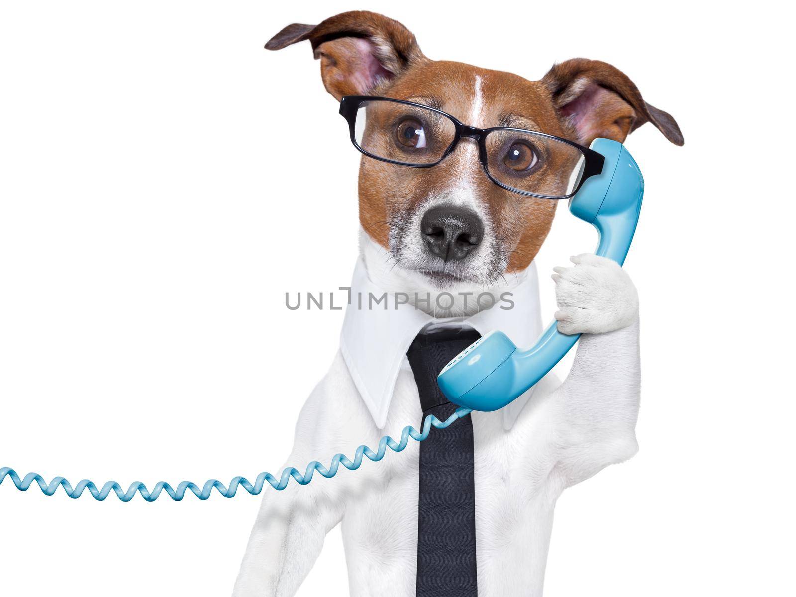 business dog on the phone  by Brosch