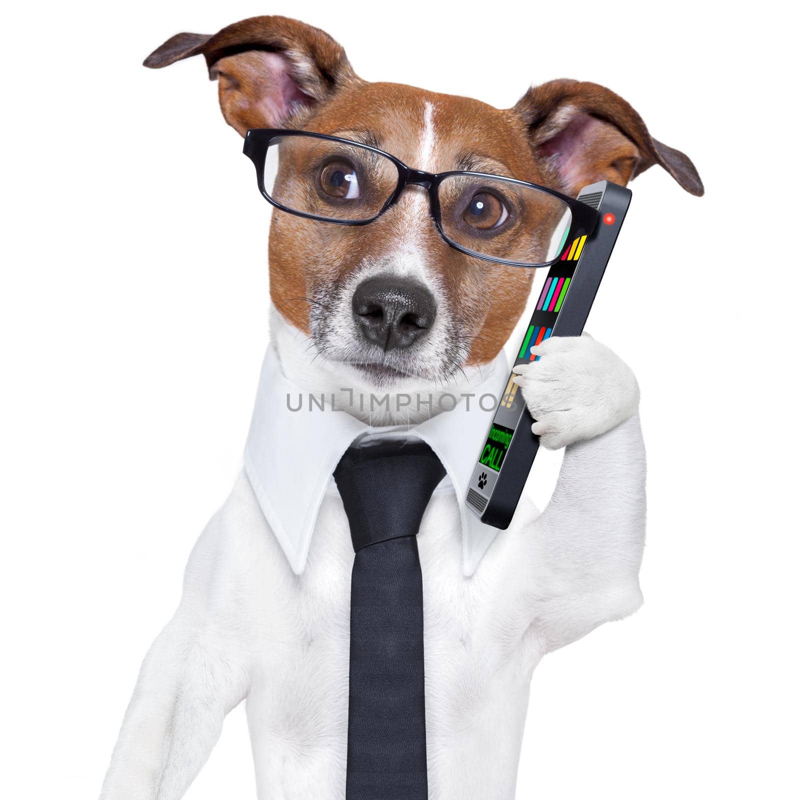 business dog with a tie and glasses