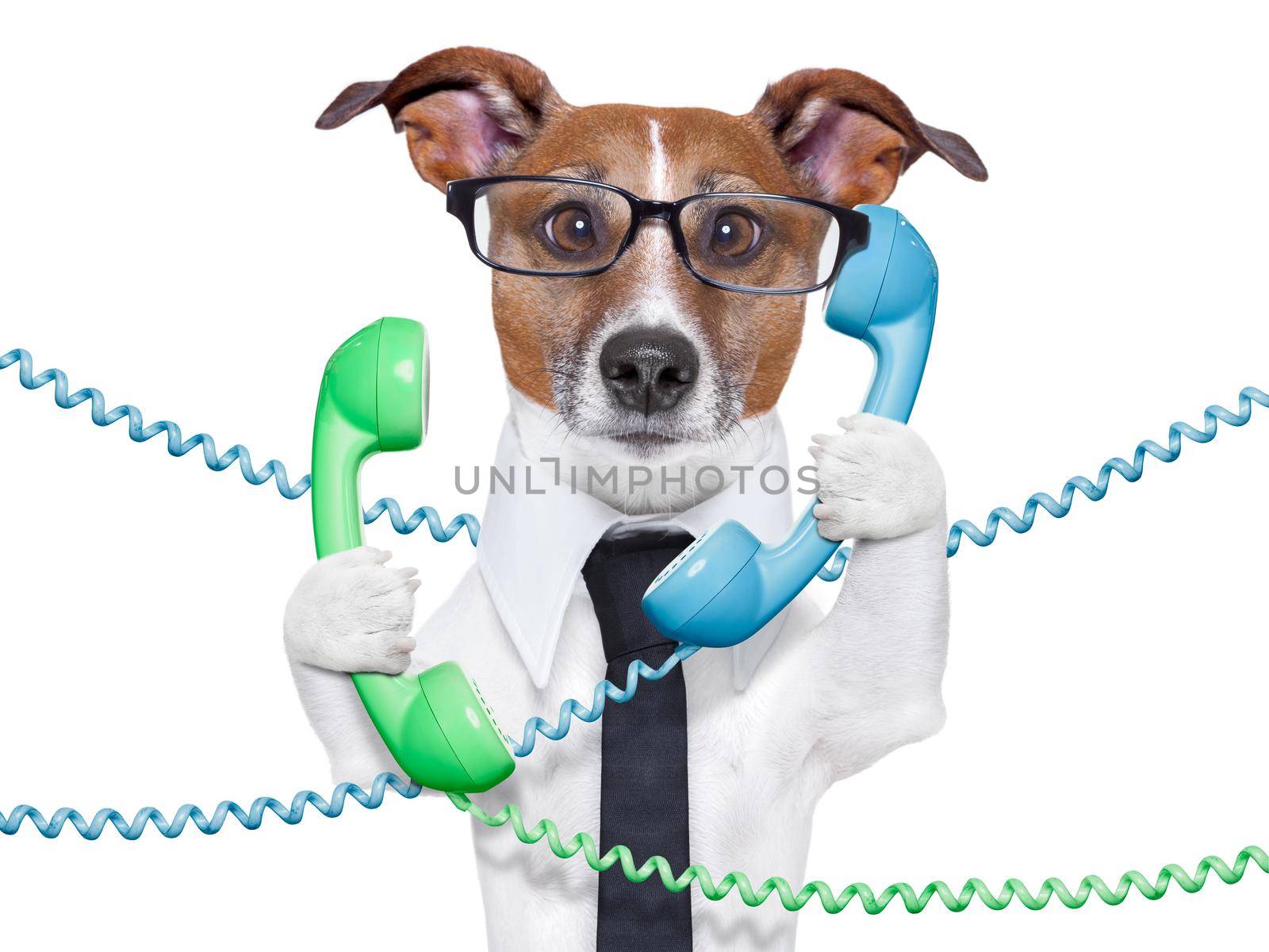 dog tangled in  a telephone and cable chaos