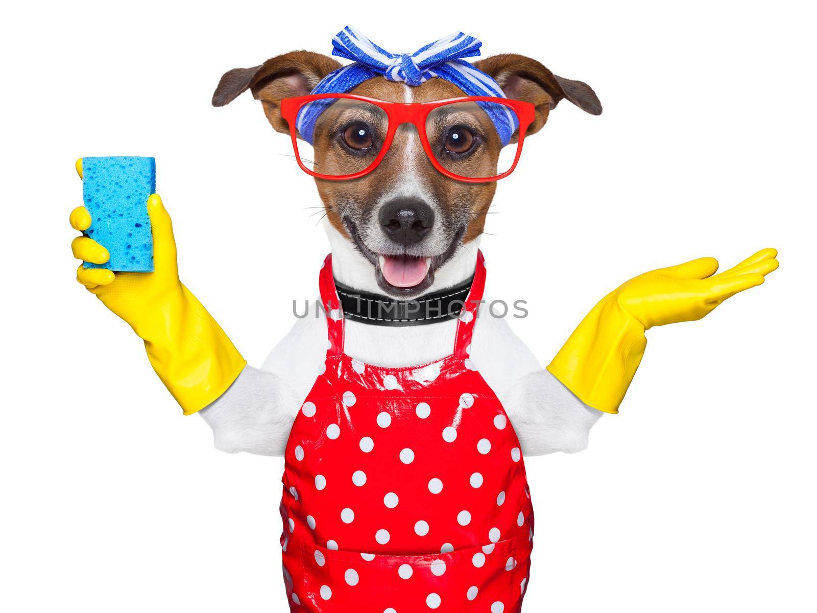 housewife dog with rubber gloves and a blue sponge