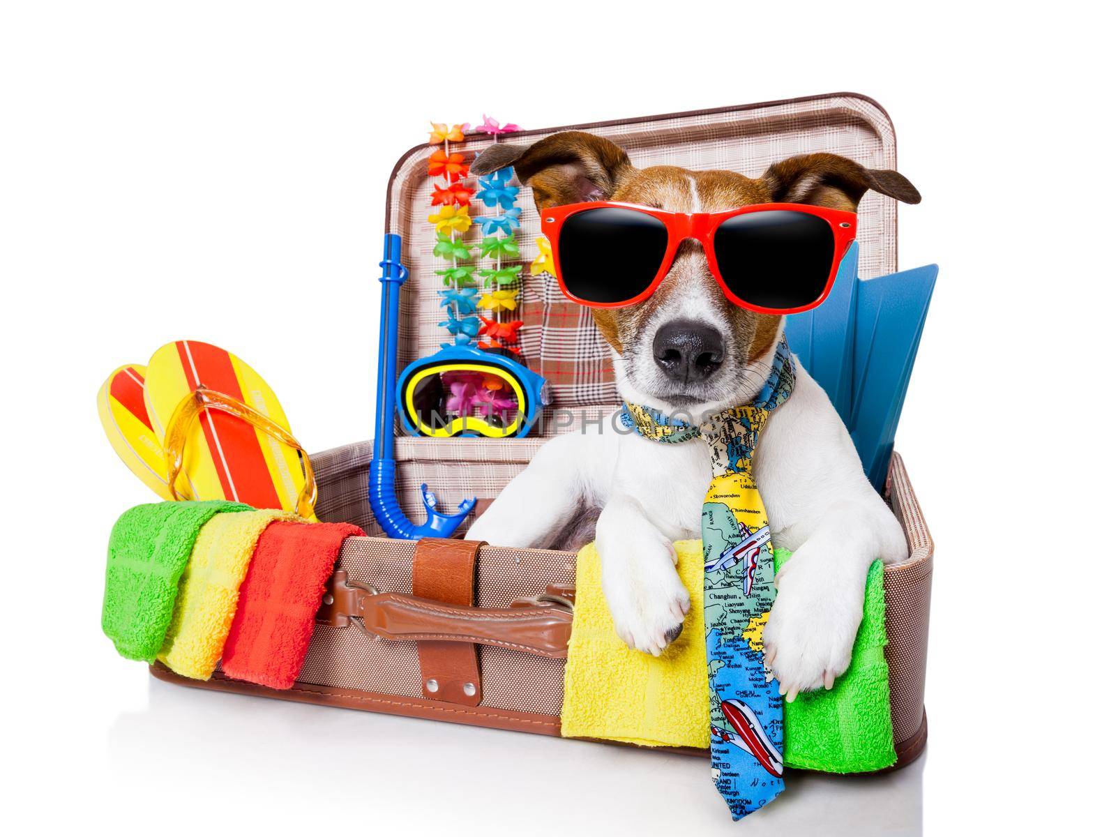 summer holiday dog by Brosch