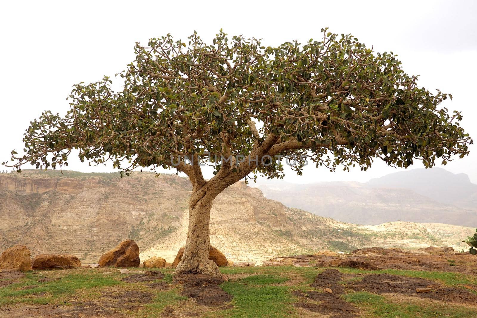 Lonely single tree on a rocky hilltop