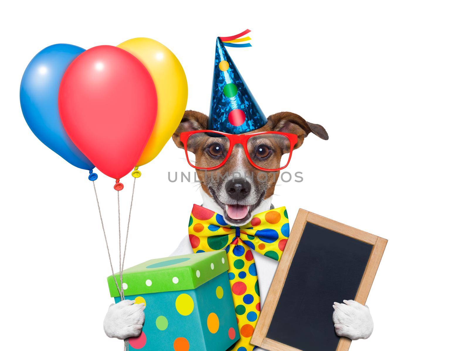 birthday dog with balloons and a big present