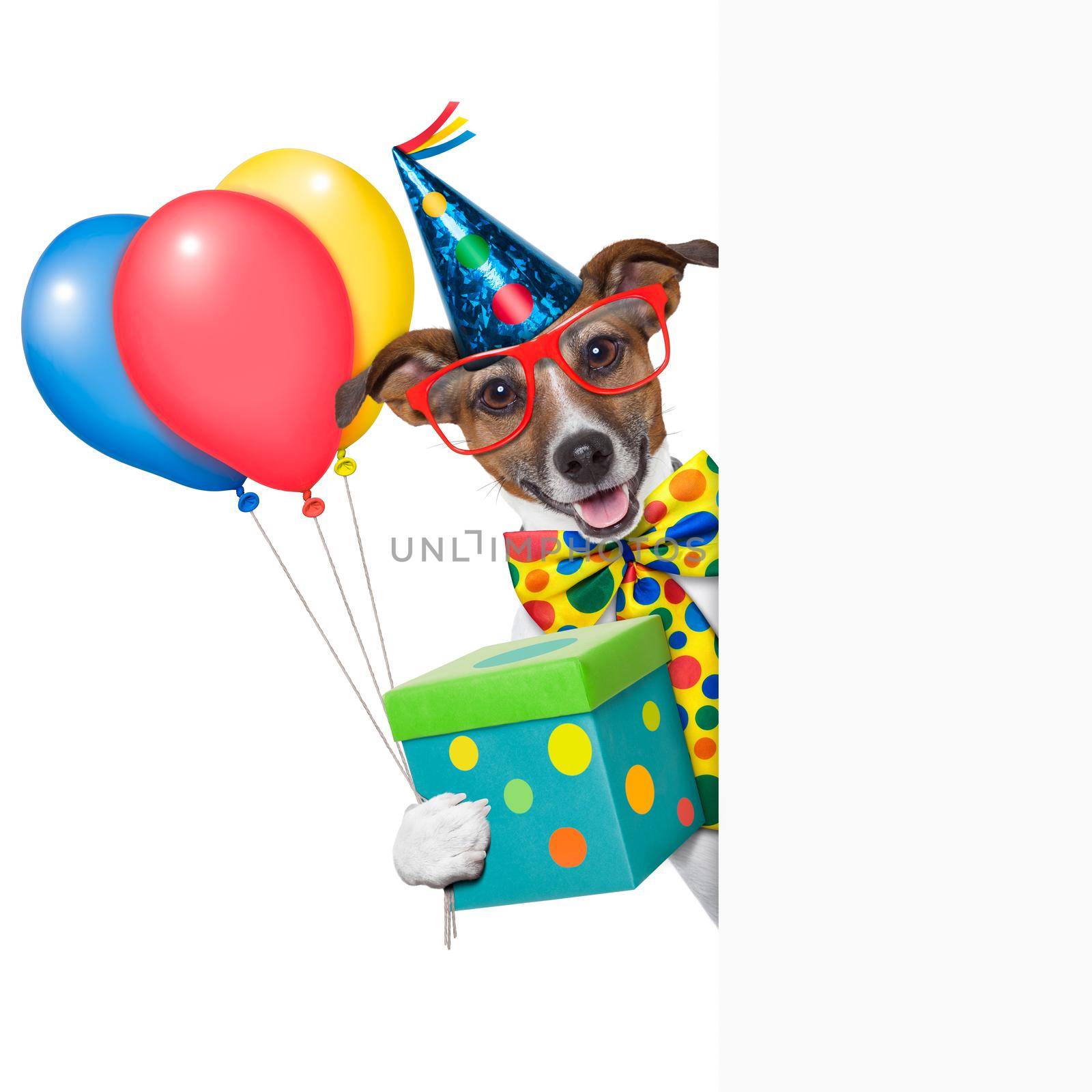 birthday dog  by Brosch