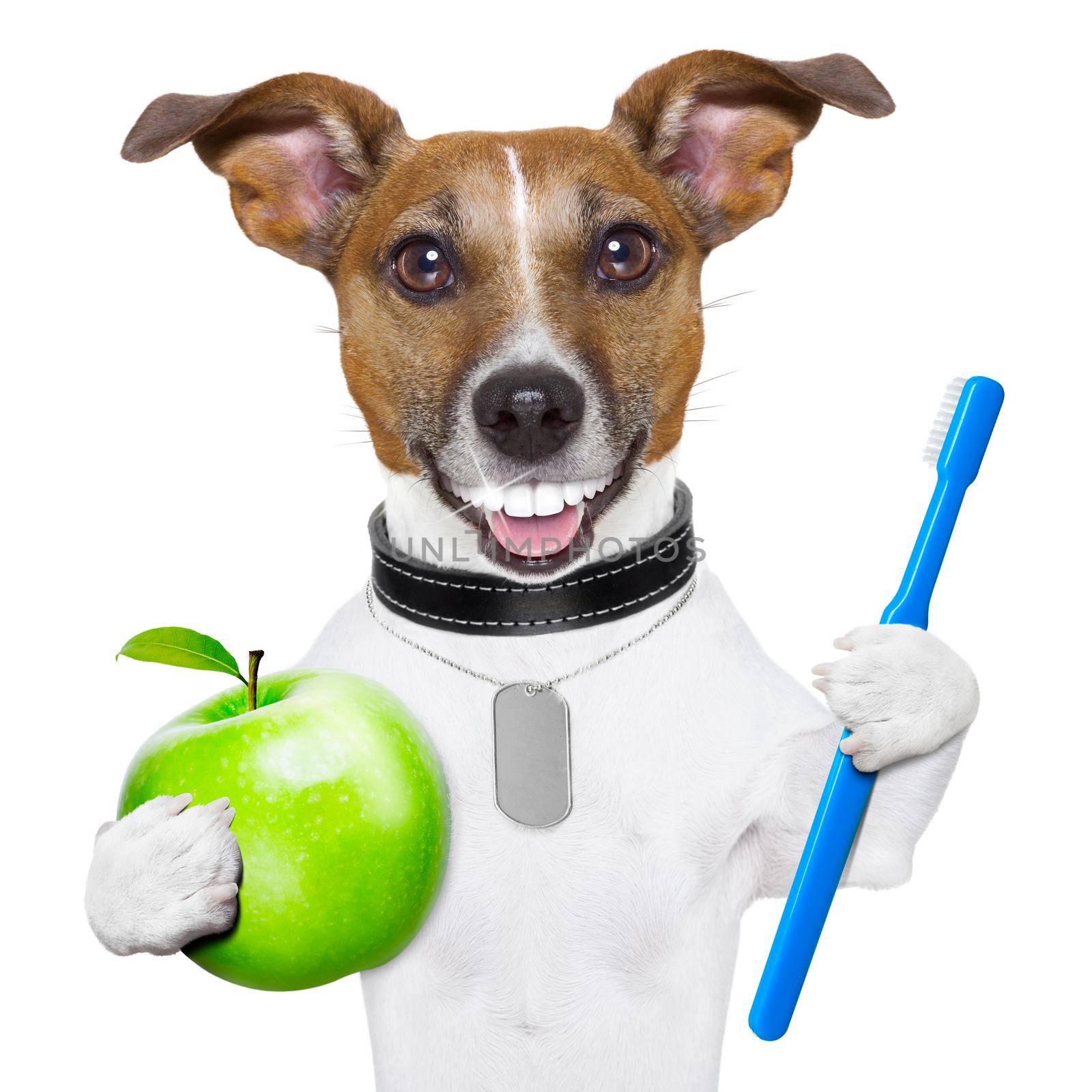 dog with big white teeth with an apple and a toothbrush