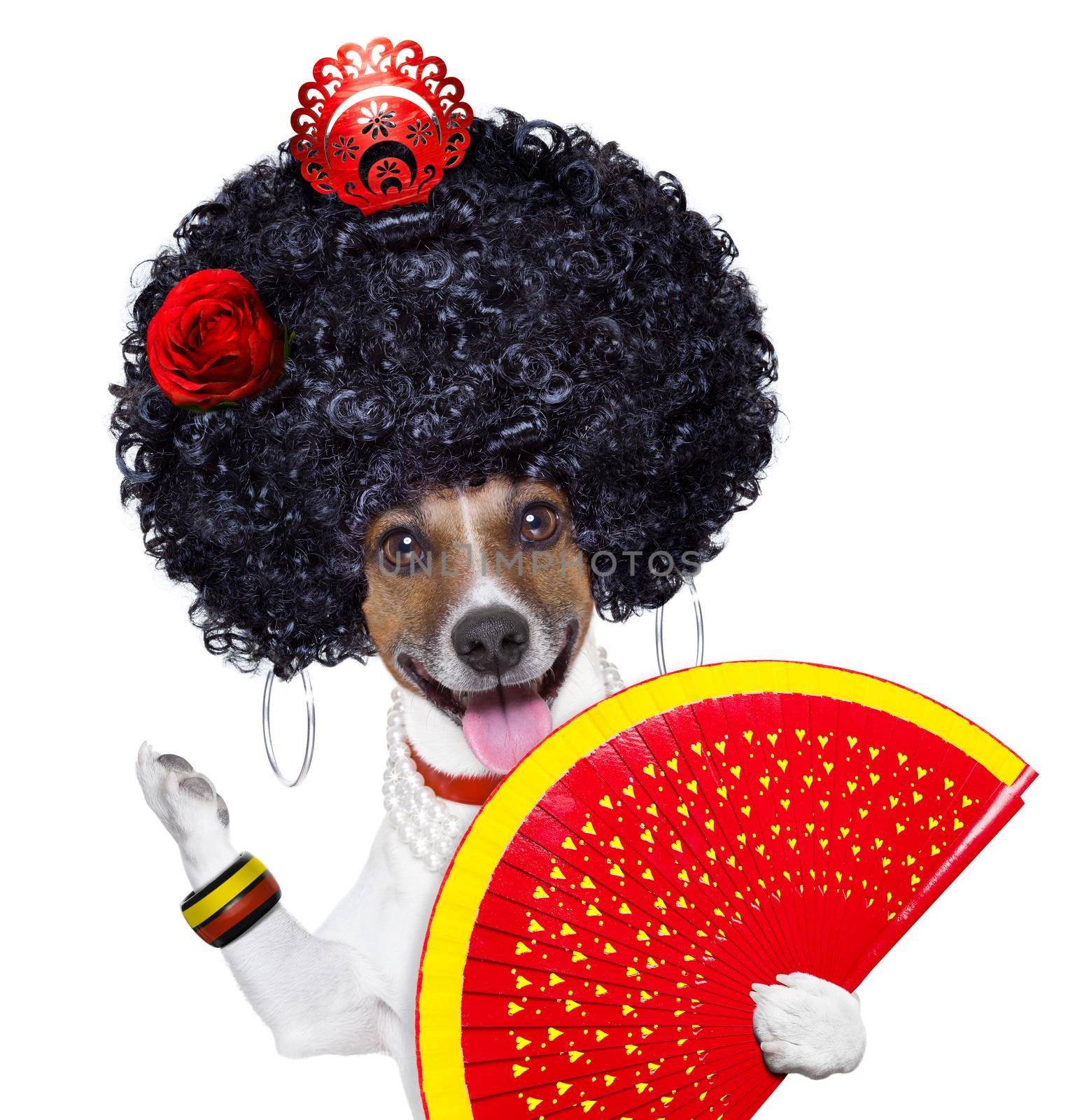 spanish flamenco dog with very big curly hair and hand fan