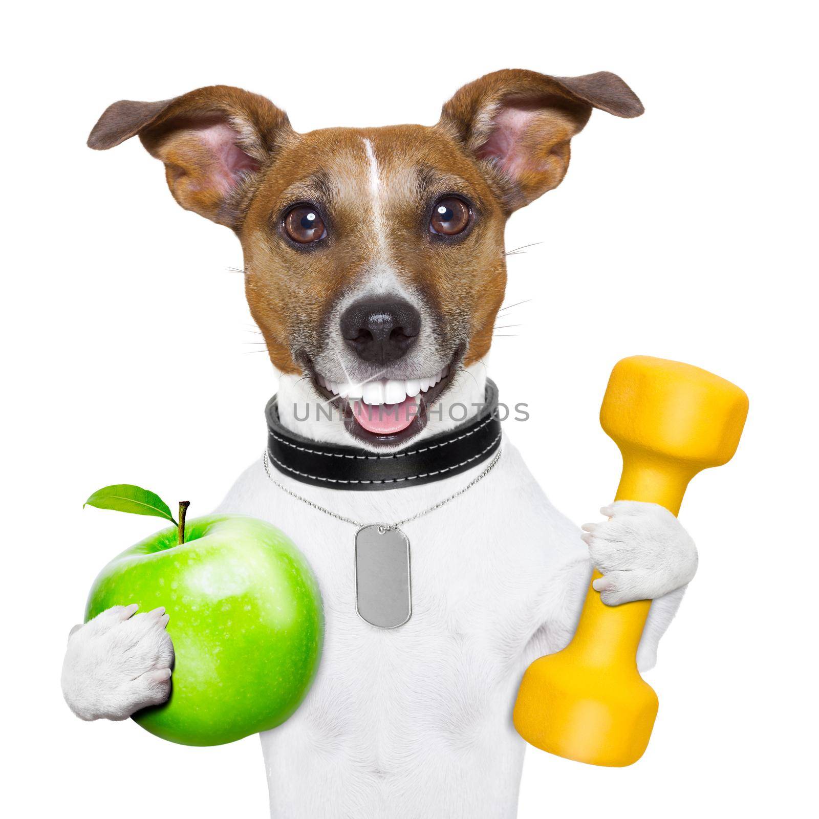 healthy dog with a big smile and a green apple