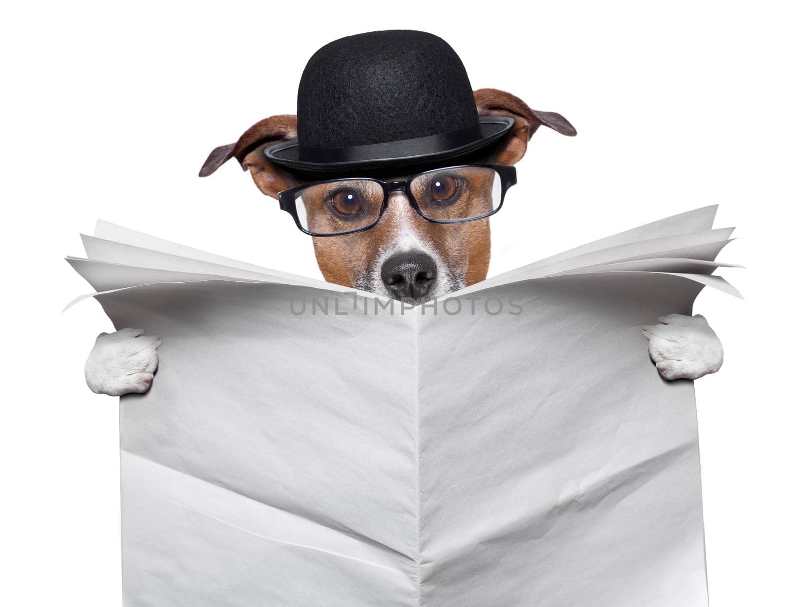 British dog reading a big blank newspaper