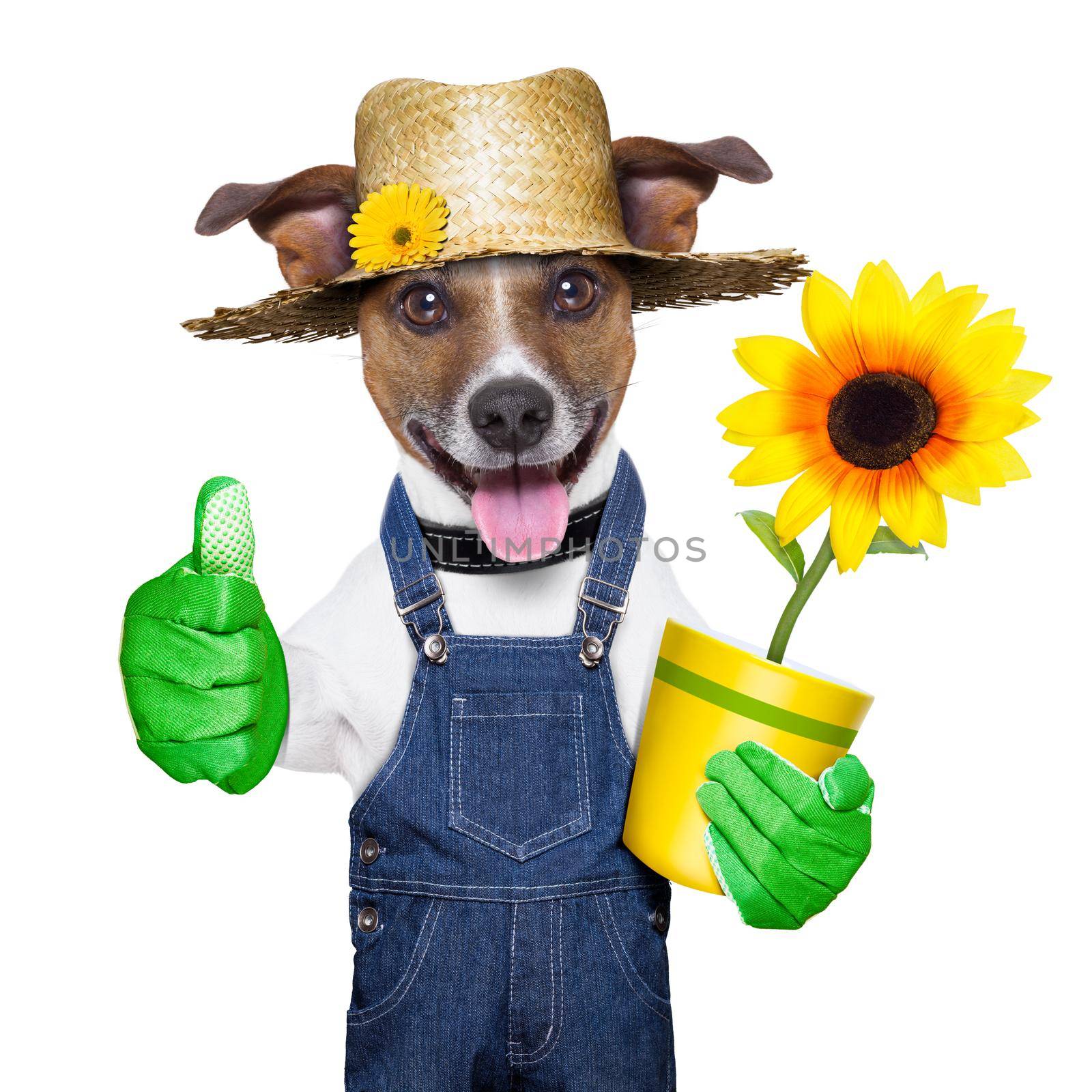 gardener dog by Brosch
