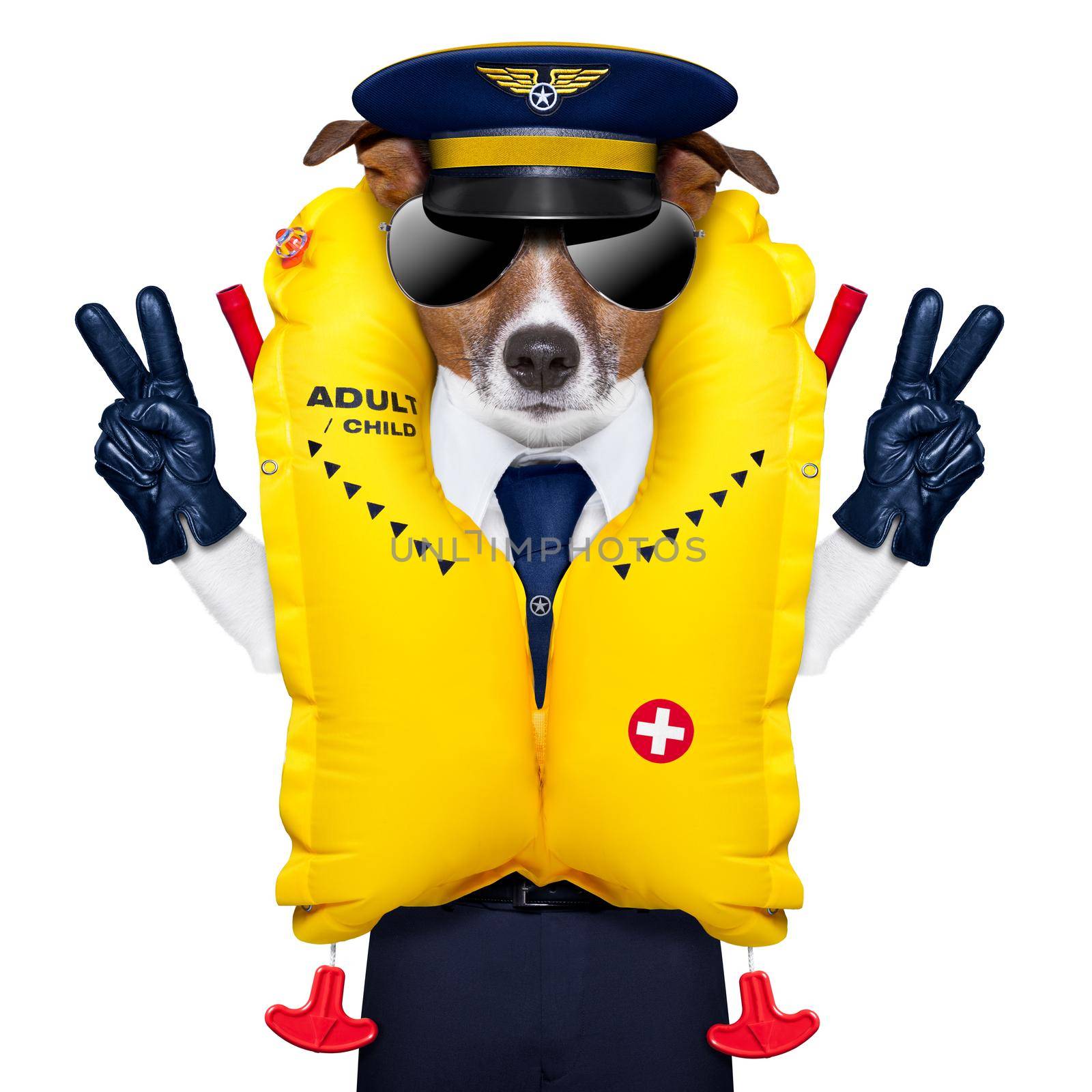 pilot dog by Brosch