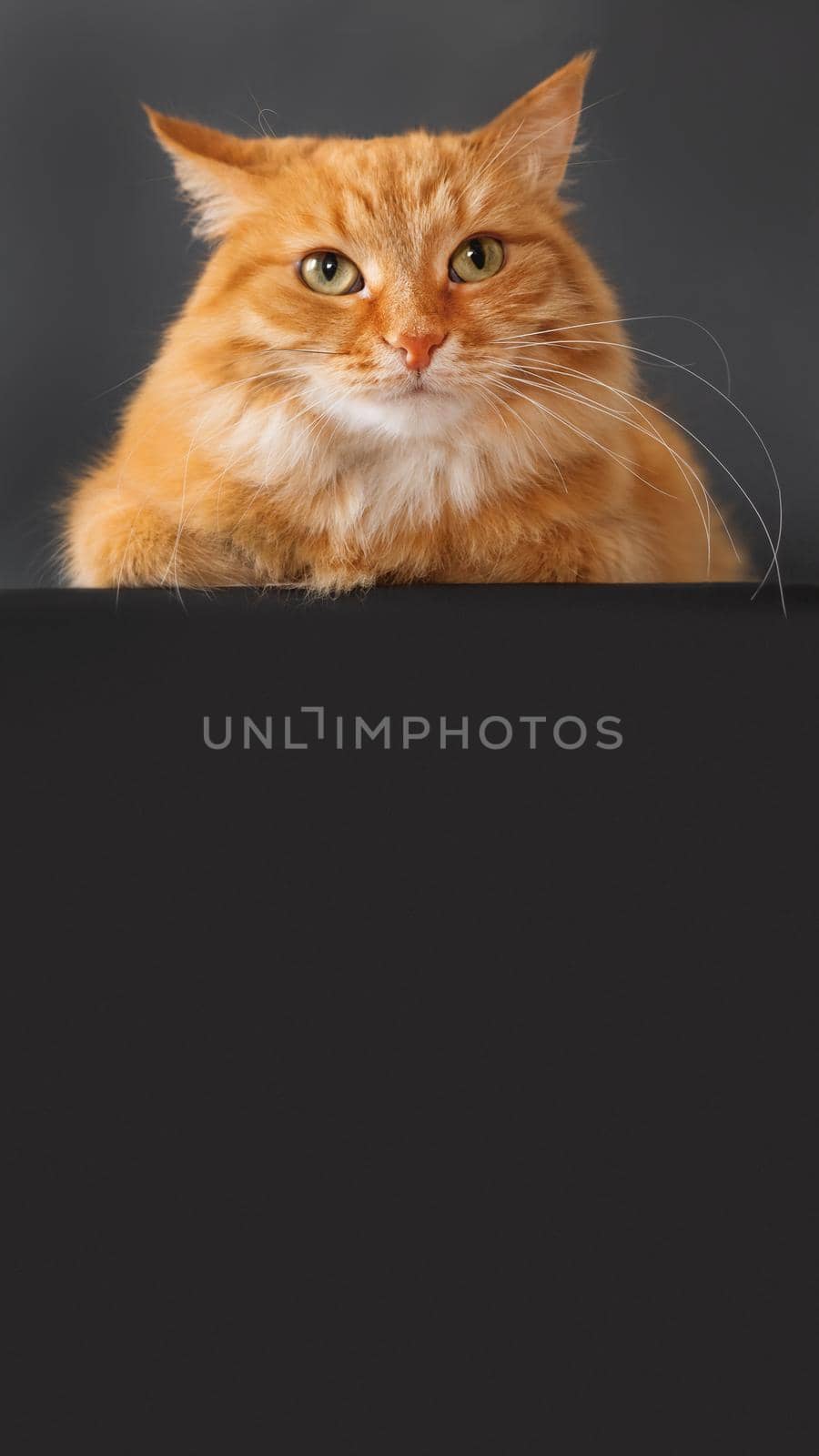 Cute ginger cat on black background. Fluffy pet on dark backdrop. Copy space on vertical banner.