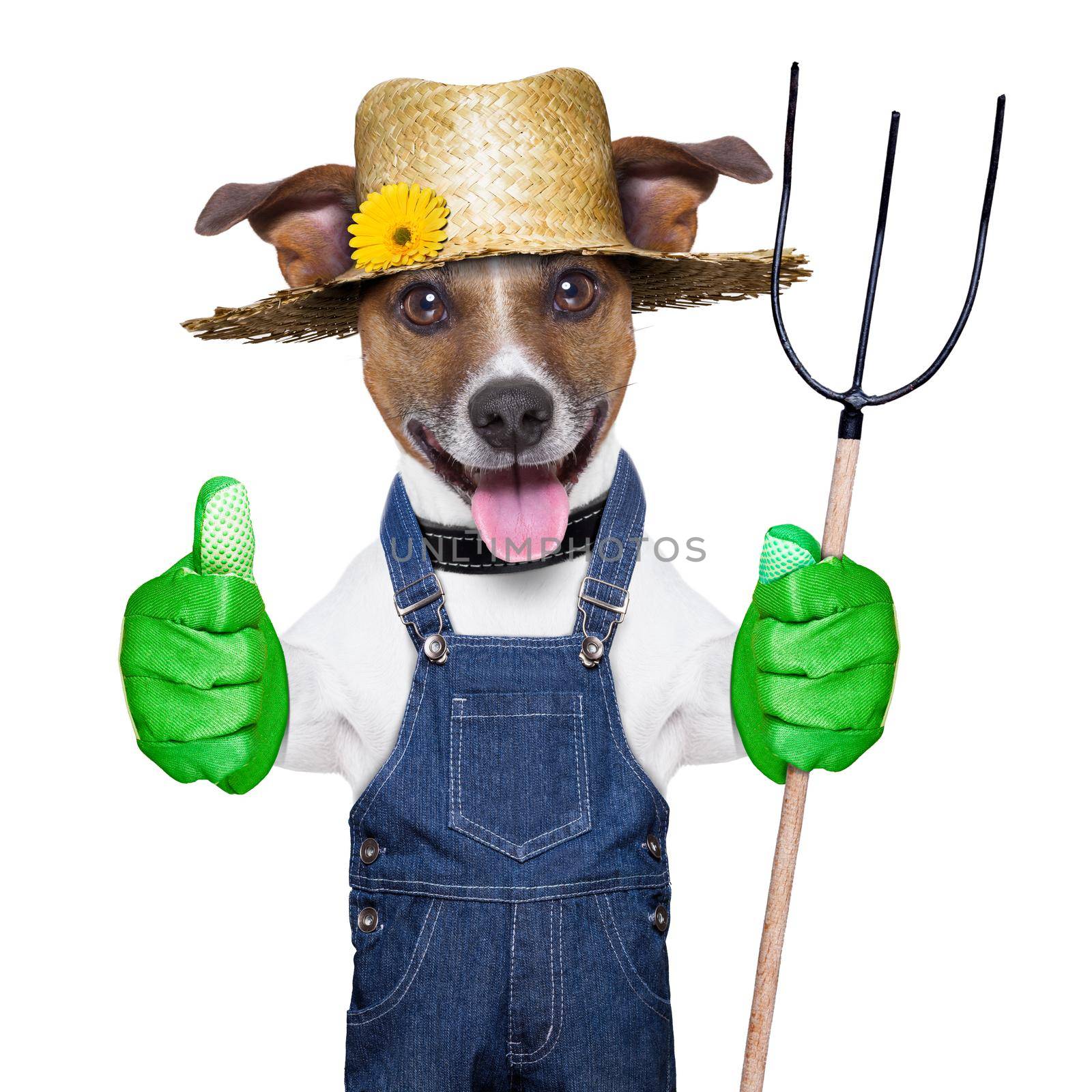 happy farmer dog with thumb up holding a pitchfork