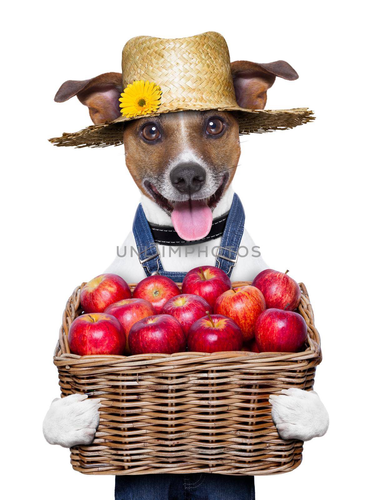 happy farmer dog holding a  basket full of organic healthy apples