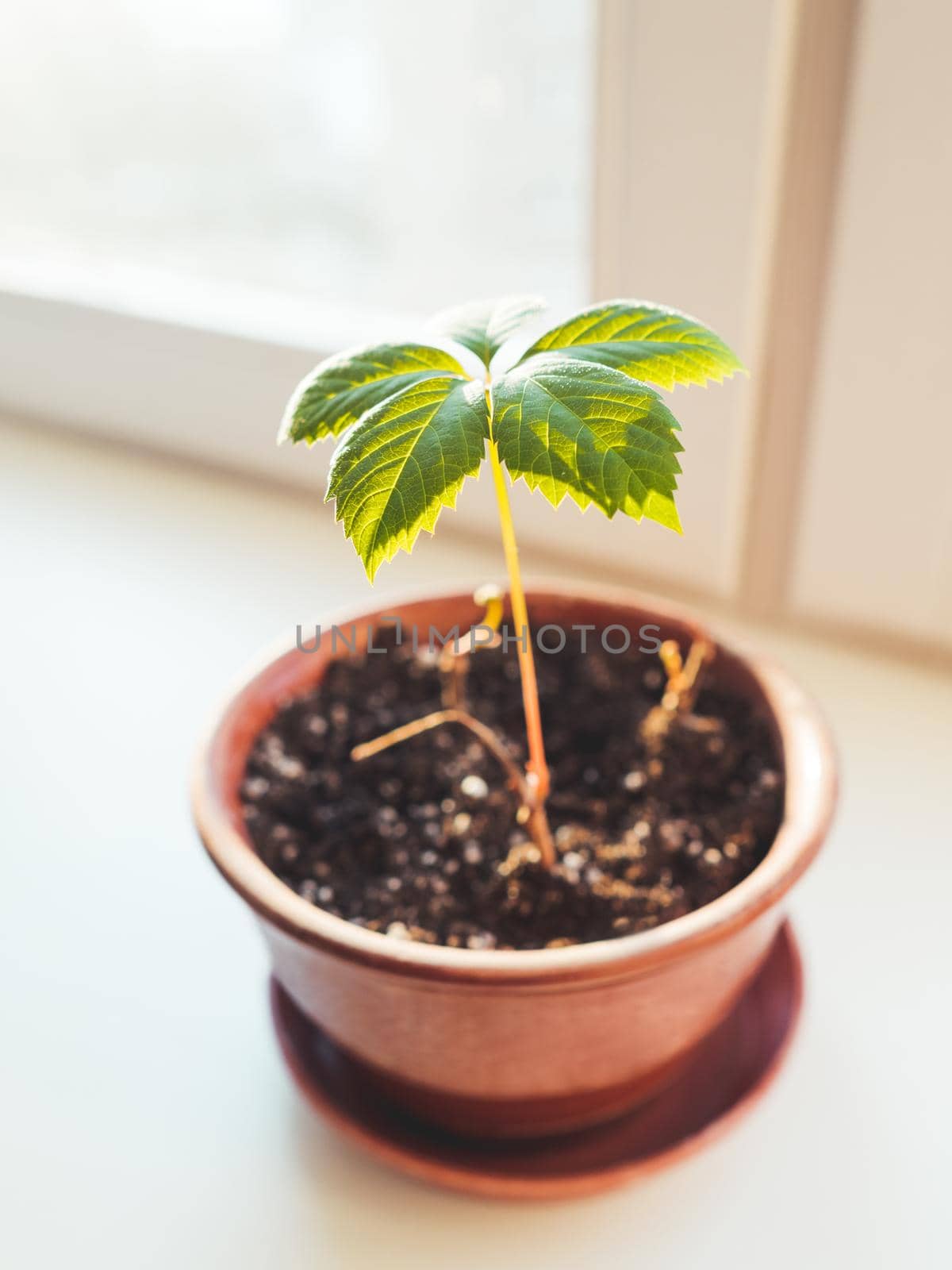 Sprout of wild grapes grows in a clay flower pot. Sunlight illuminates young green shoot on window sill. Gardening at home. Relaxing hobby. Peaceful leisure.