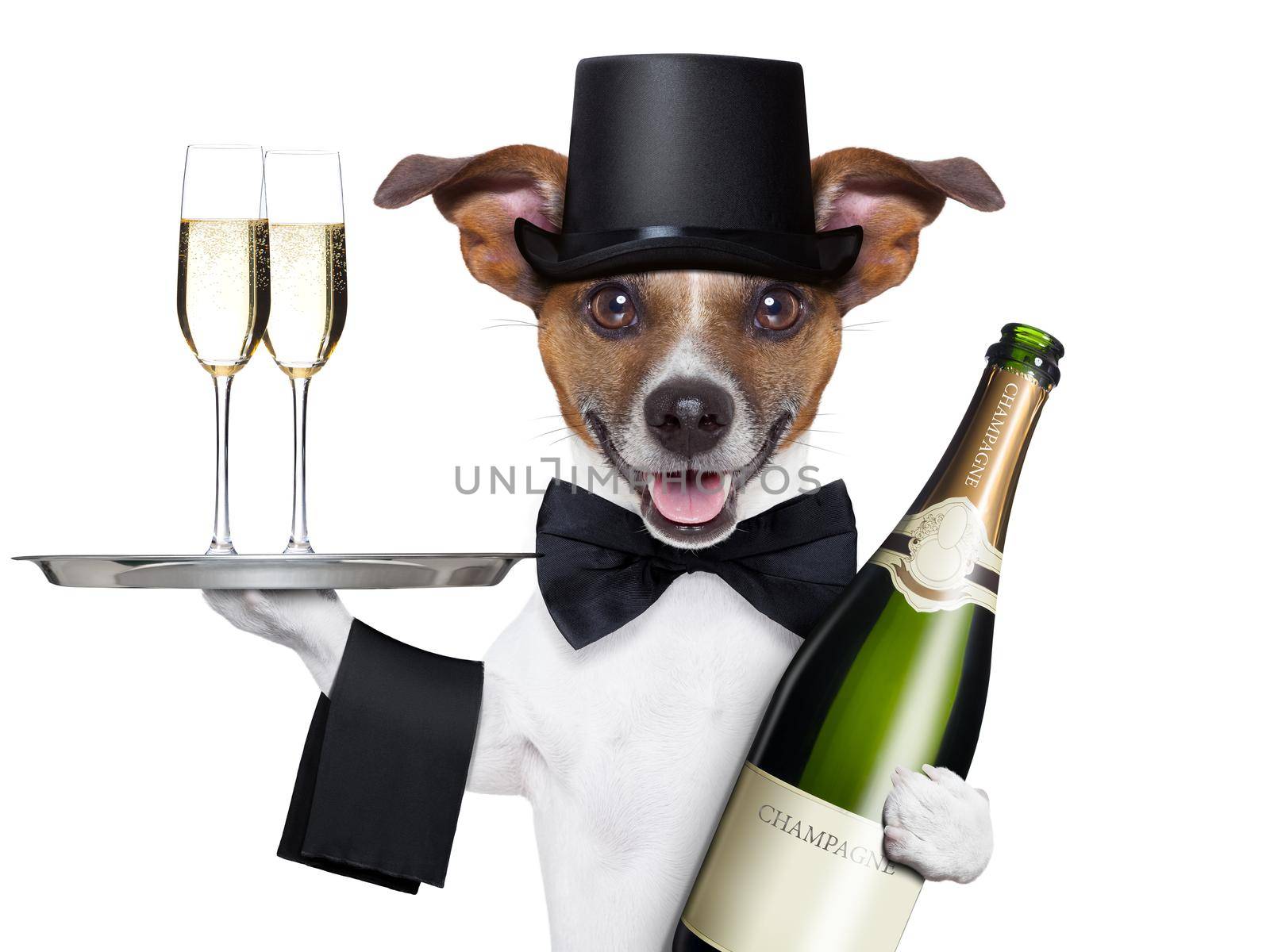 dog toasting new years eve with champagne and service tray